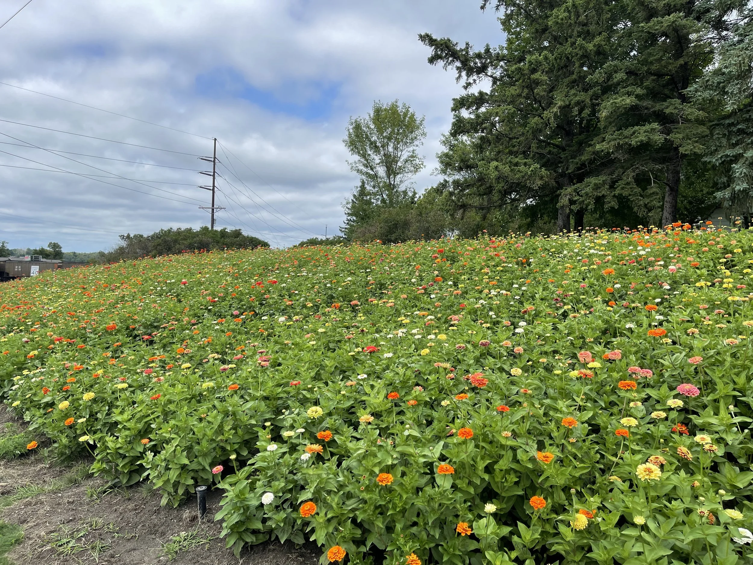 7,000 Zinnia Project