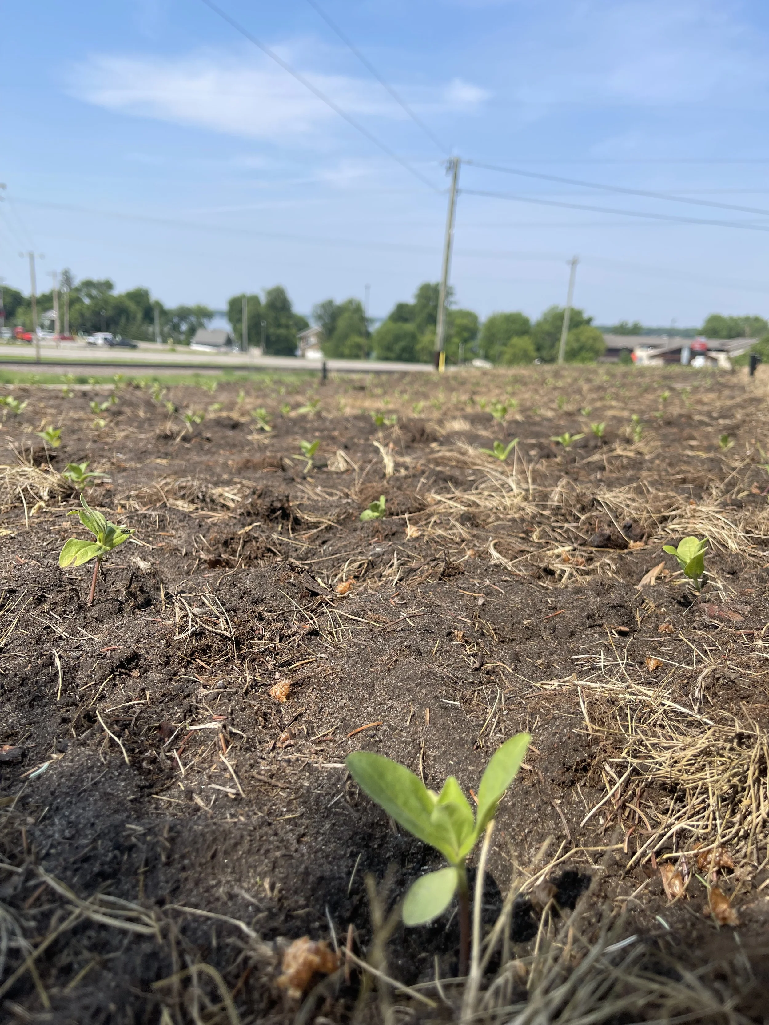 Zinnia plugs only a few weeks in the ground.