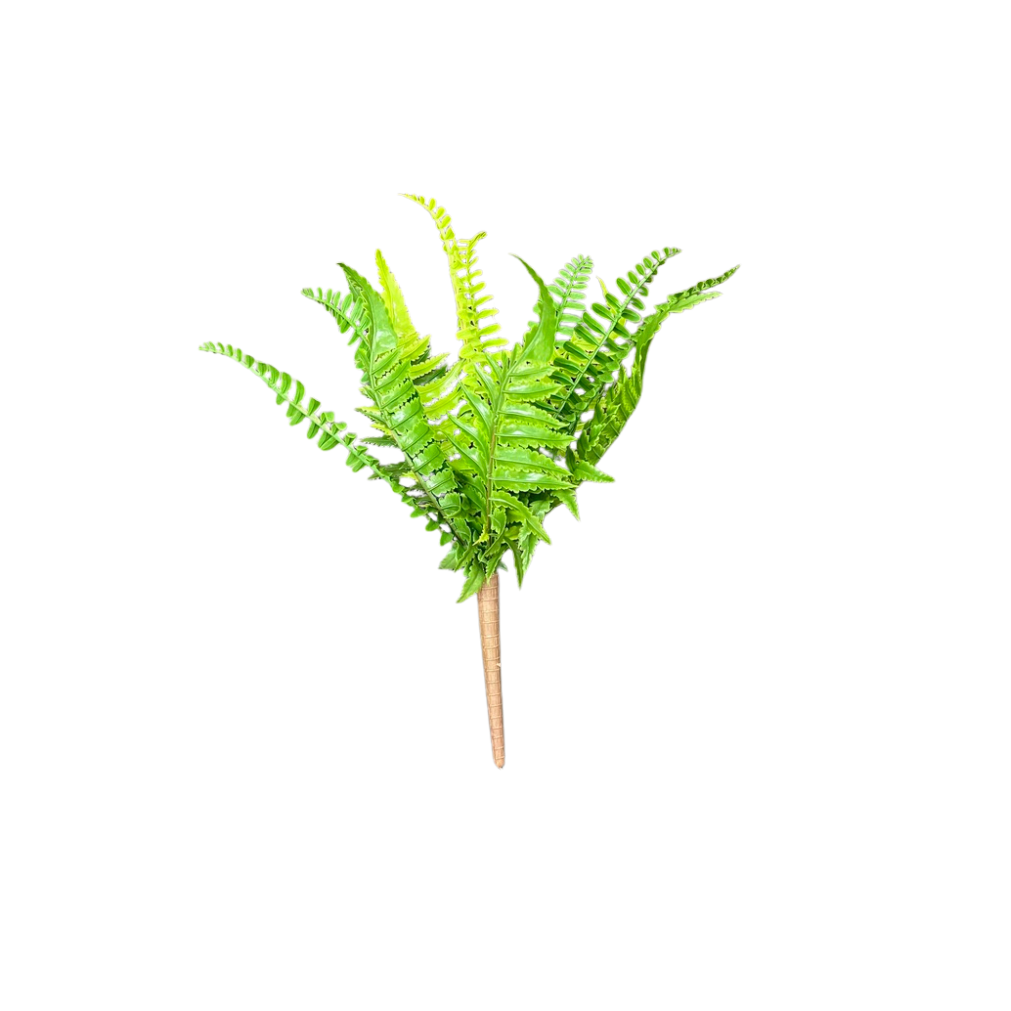 Fern Filler