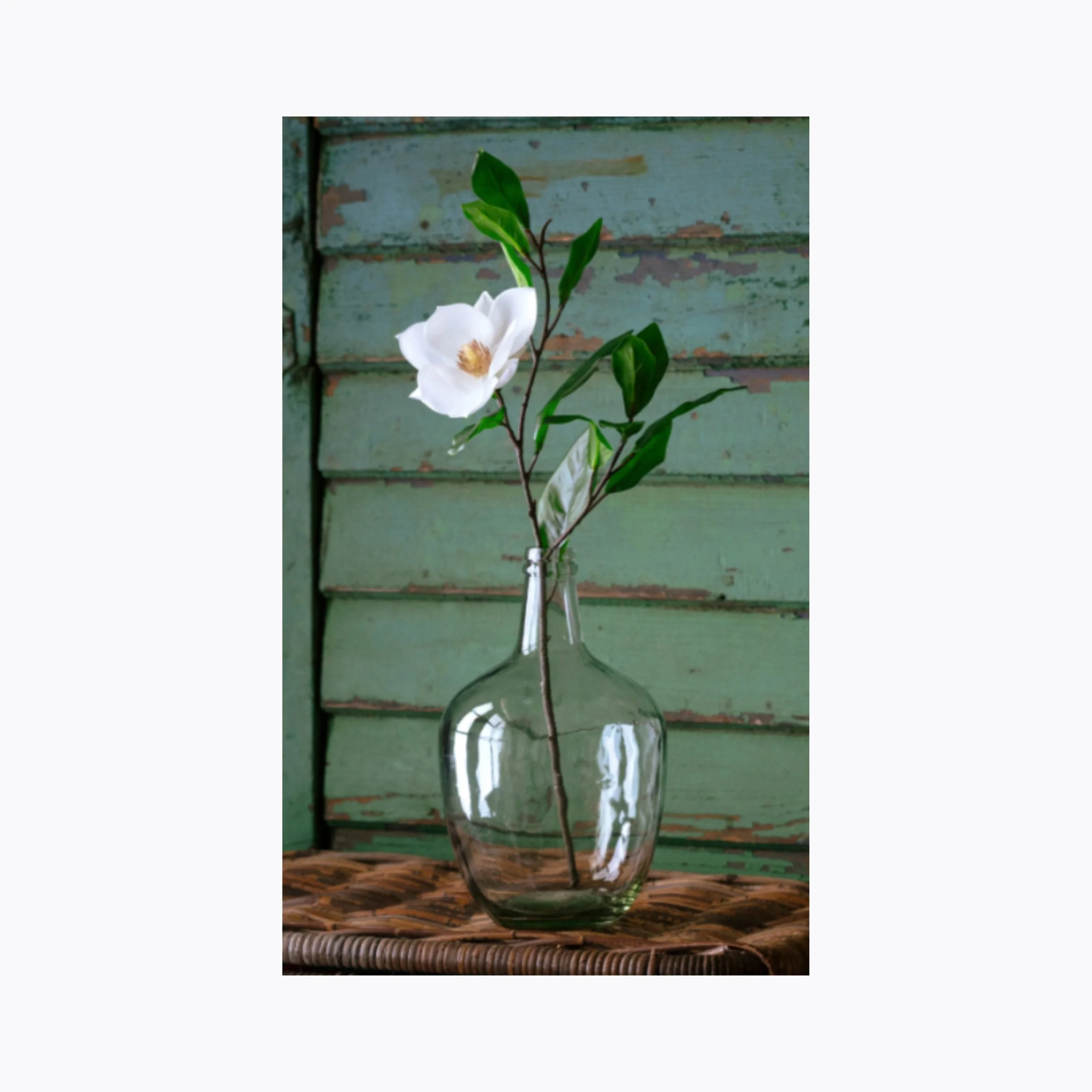 Elegant Baby Magnolia Stem