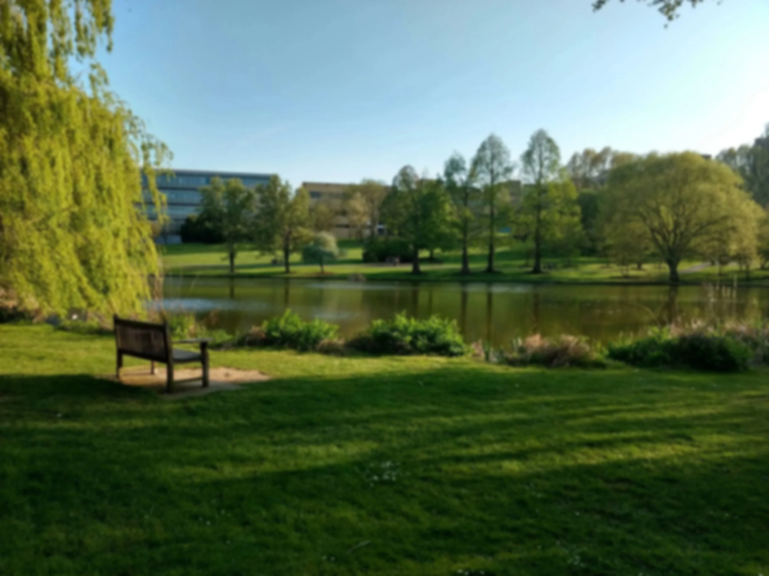 A park with a lake, trees, and a bench in the foreground on a sunny day.