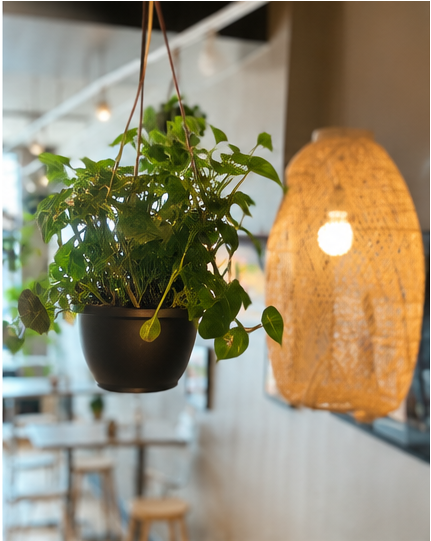 passion project interior lamps at passion projects tap in st. joe Michigan