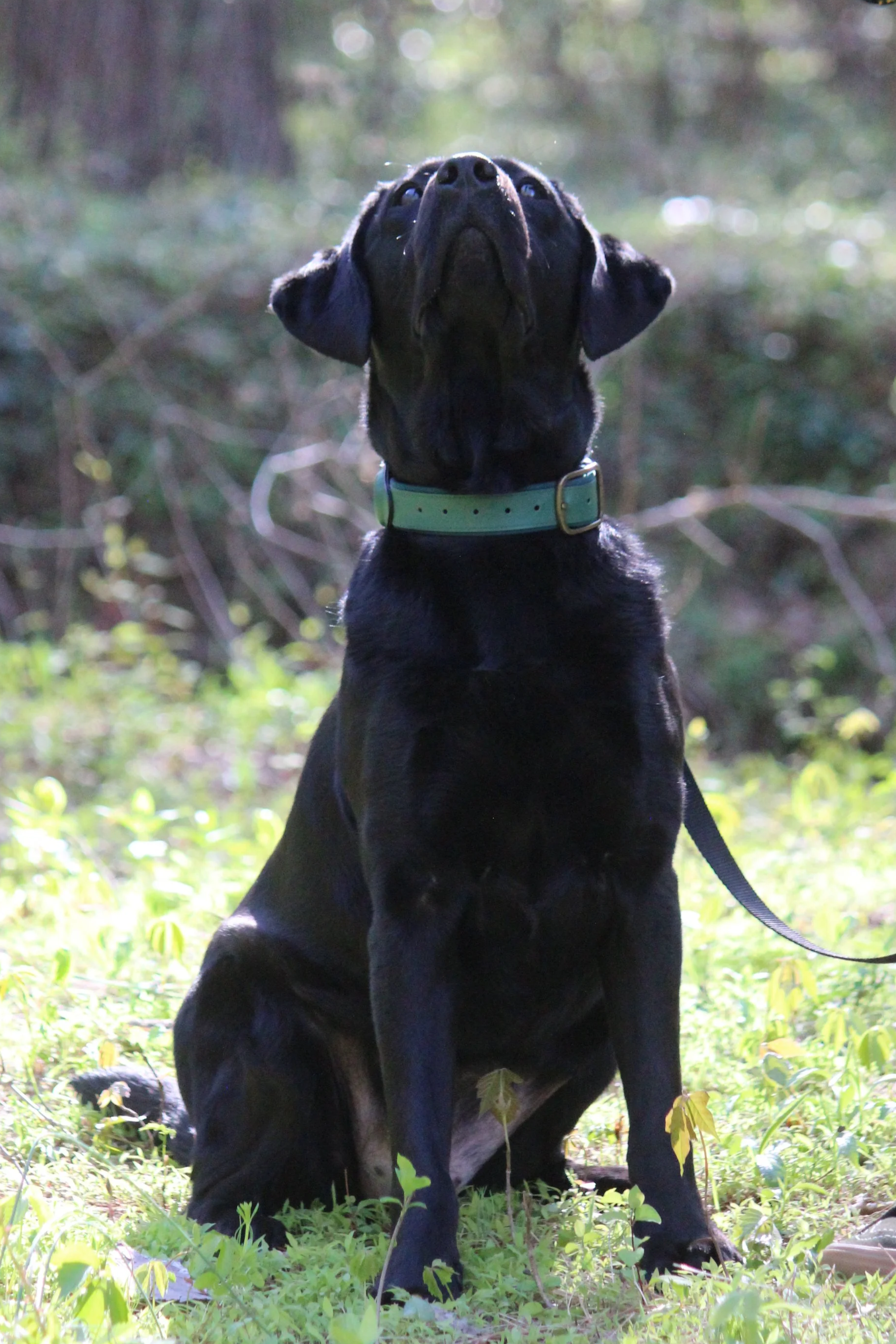 Black dog with a mint green collar sitting outdoors on grass with a blurred forest background, looking upwards.