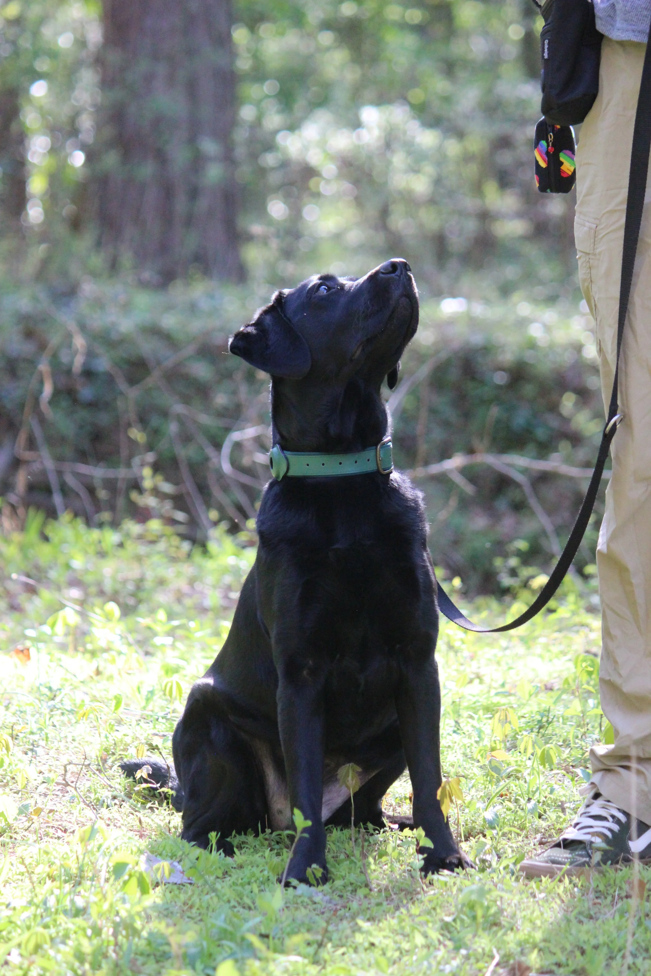 Black Labrador dog sitting and looking up and to the right at their handler, wearing a green collar. The background is a faded wooden landscape.