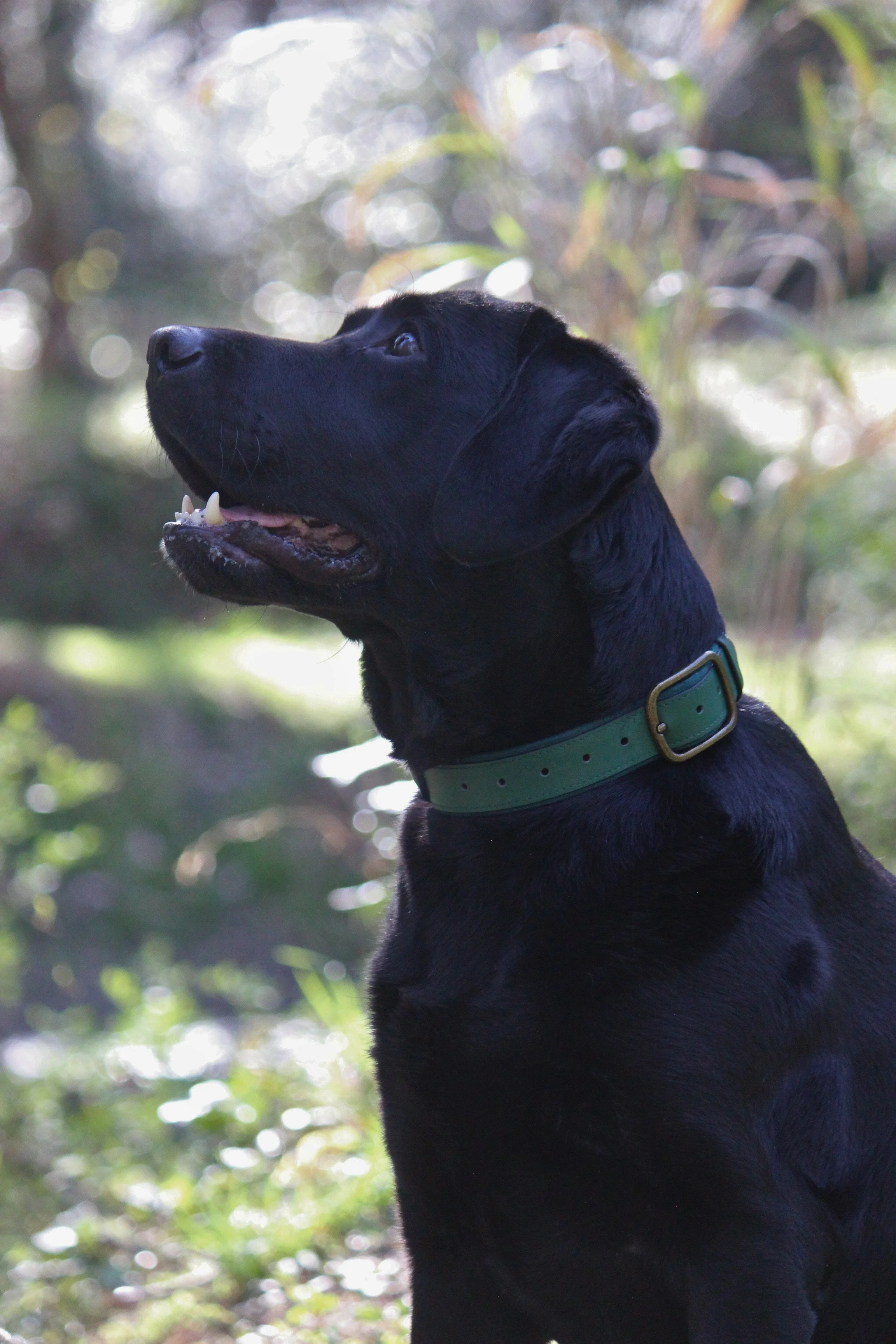 Adult black Labrador retriever in a dark green collar is in the foreground. The dog looks left and away from the camera, posing in a sitting position. The background is blurred, with faint images of tall grass and trees.