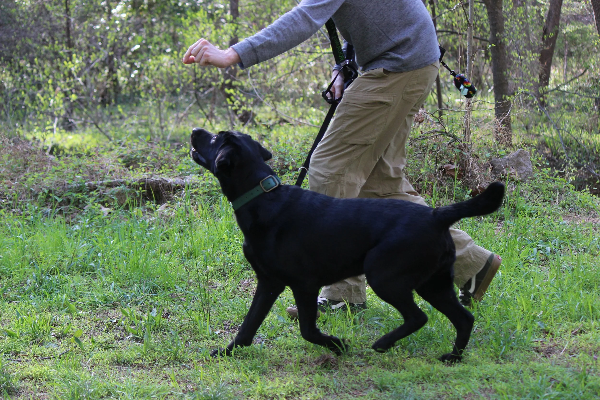 Another dog handler walks Ivy in a heel, using a treat in his hand to guide Ivy forward.