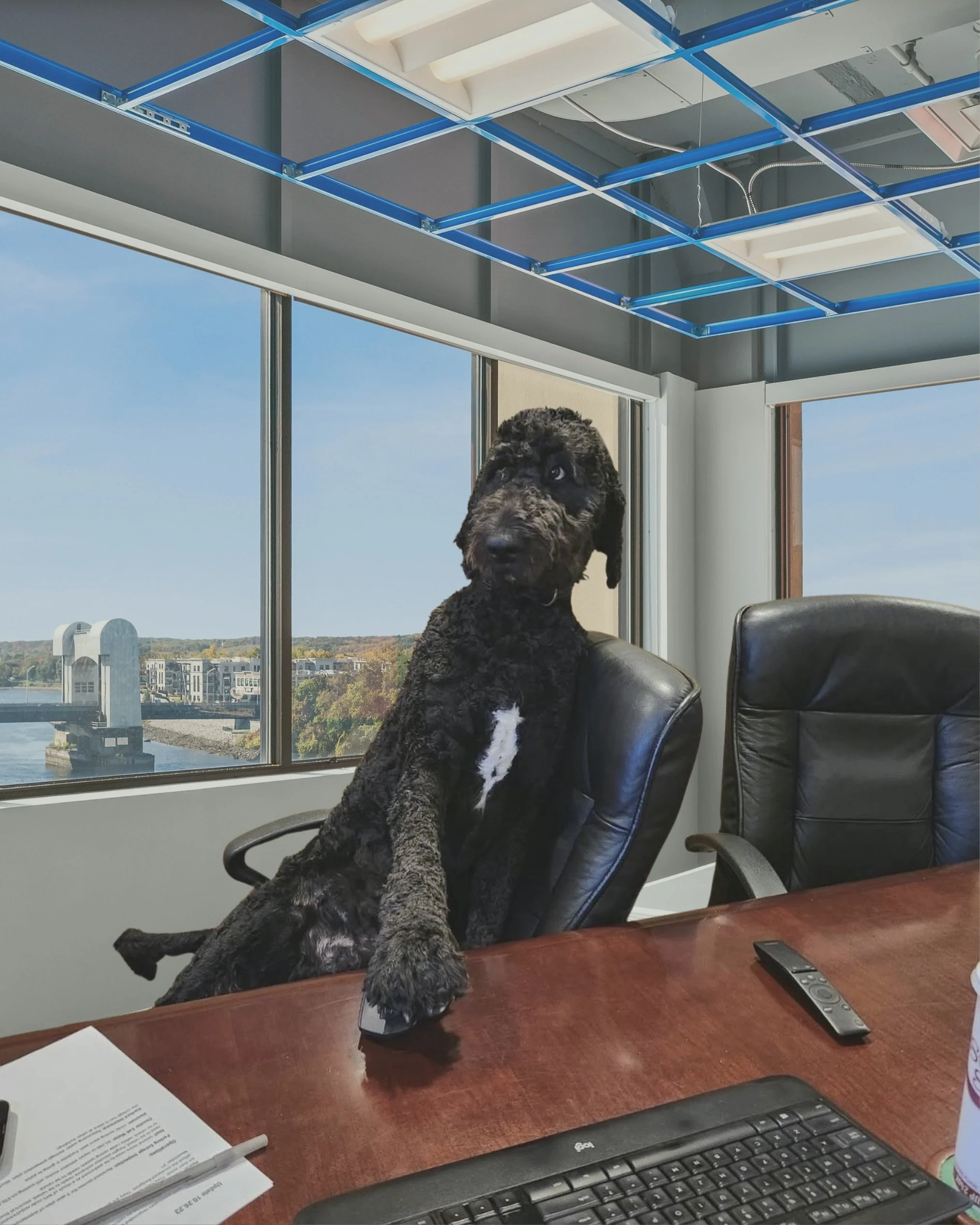 Happy International Dog Day to our office pup, Ted! Ted joined FCP five years ago to take on the very important role of Office Greeter + Lead Snack Inspector. He enjoys taking walks, chasing tennis balls, attending meetings, and taking naps on the co