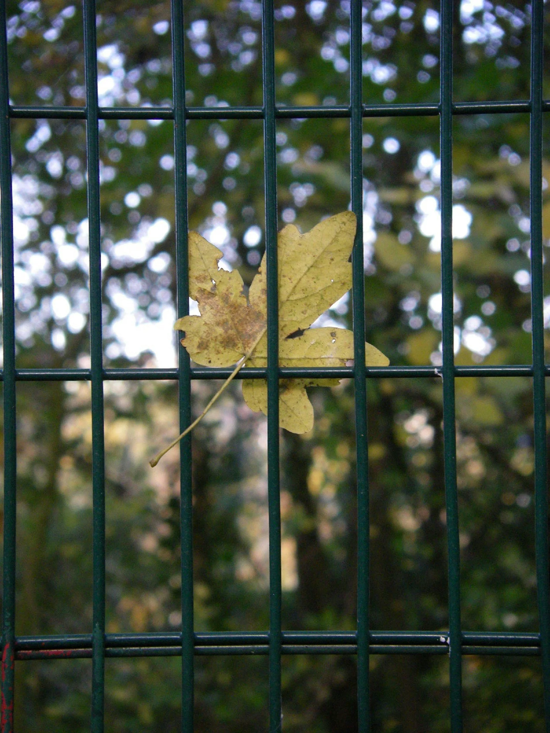 A yellow leaf stuck on a green metal fence with a blurred background of trees.