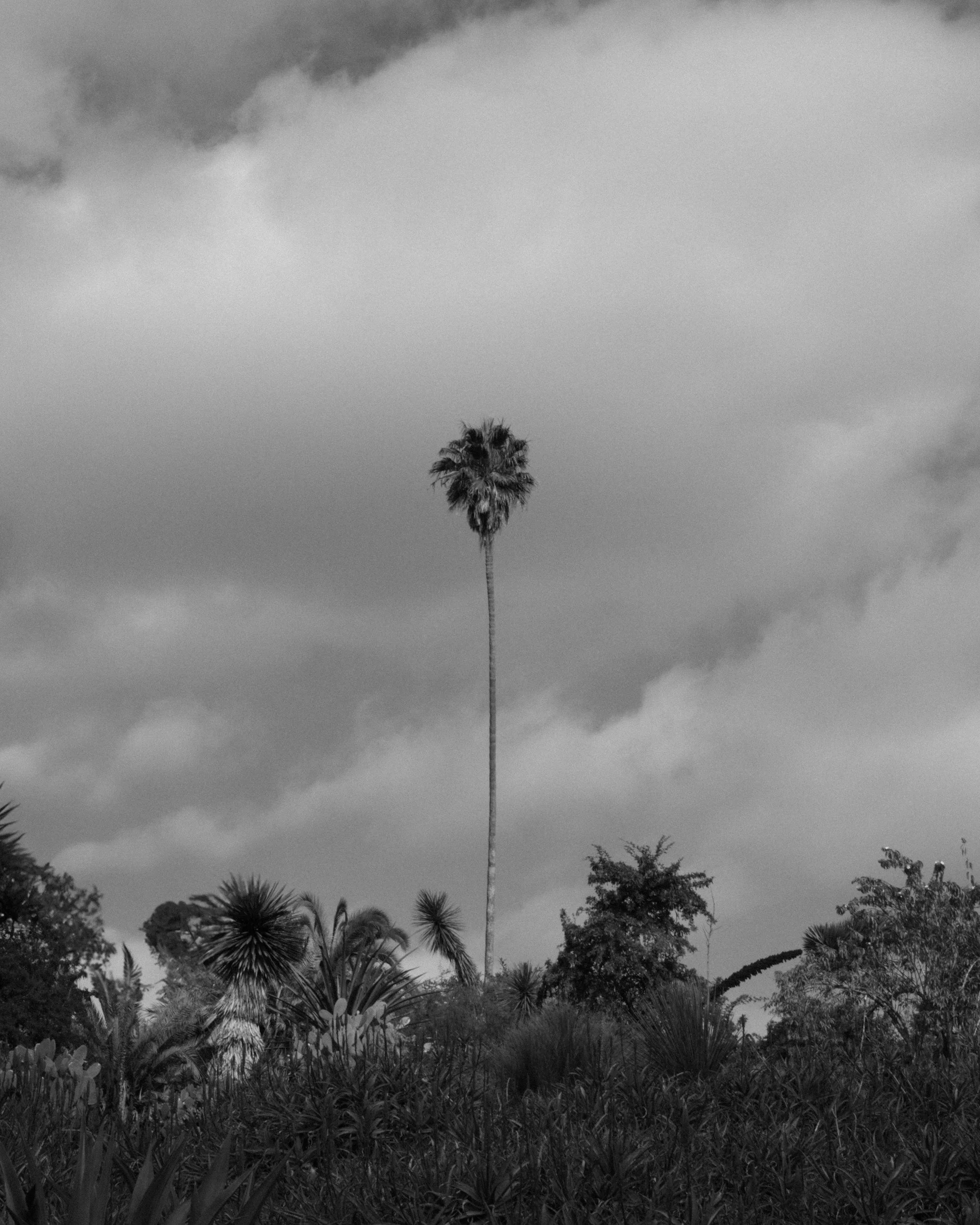 Black and white photo of tall palm tree with a cloudy sky background, surrounded by various smaller trees and plants.