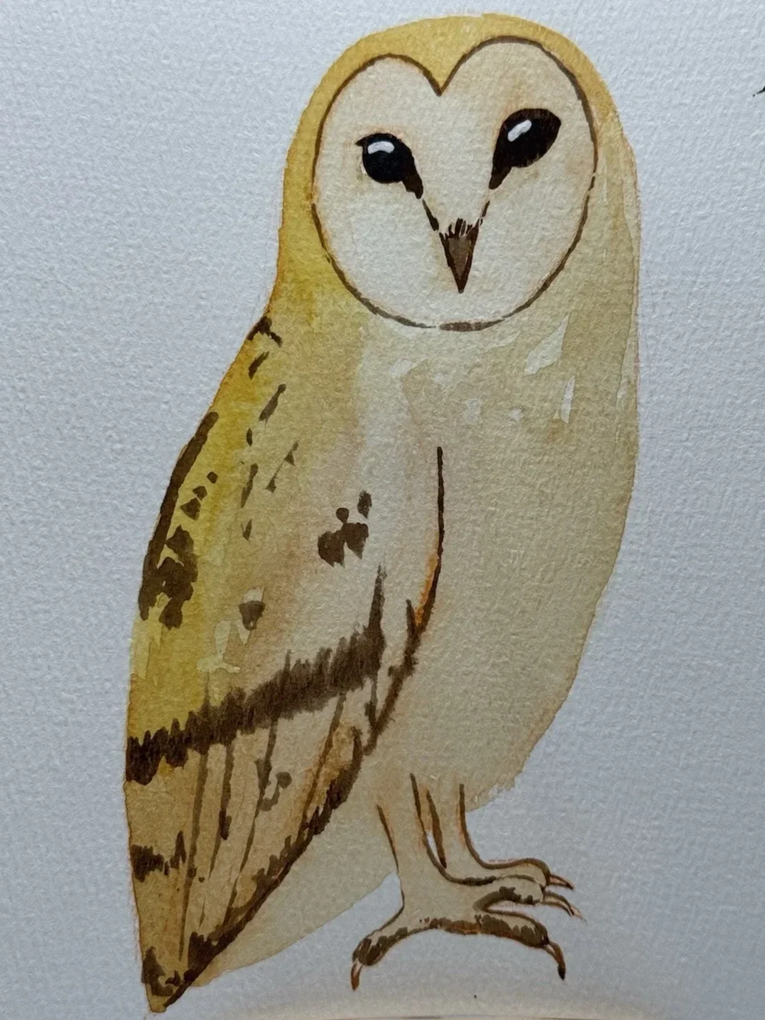 barnowl.webp