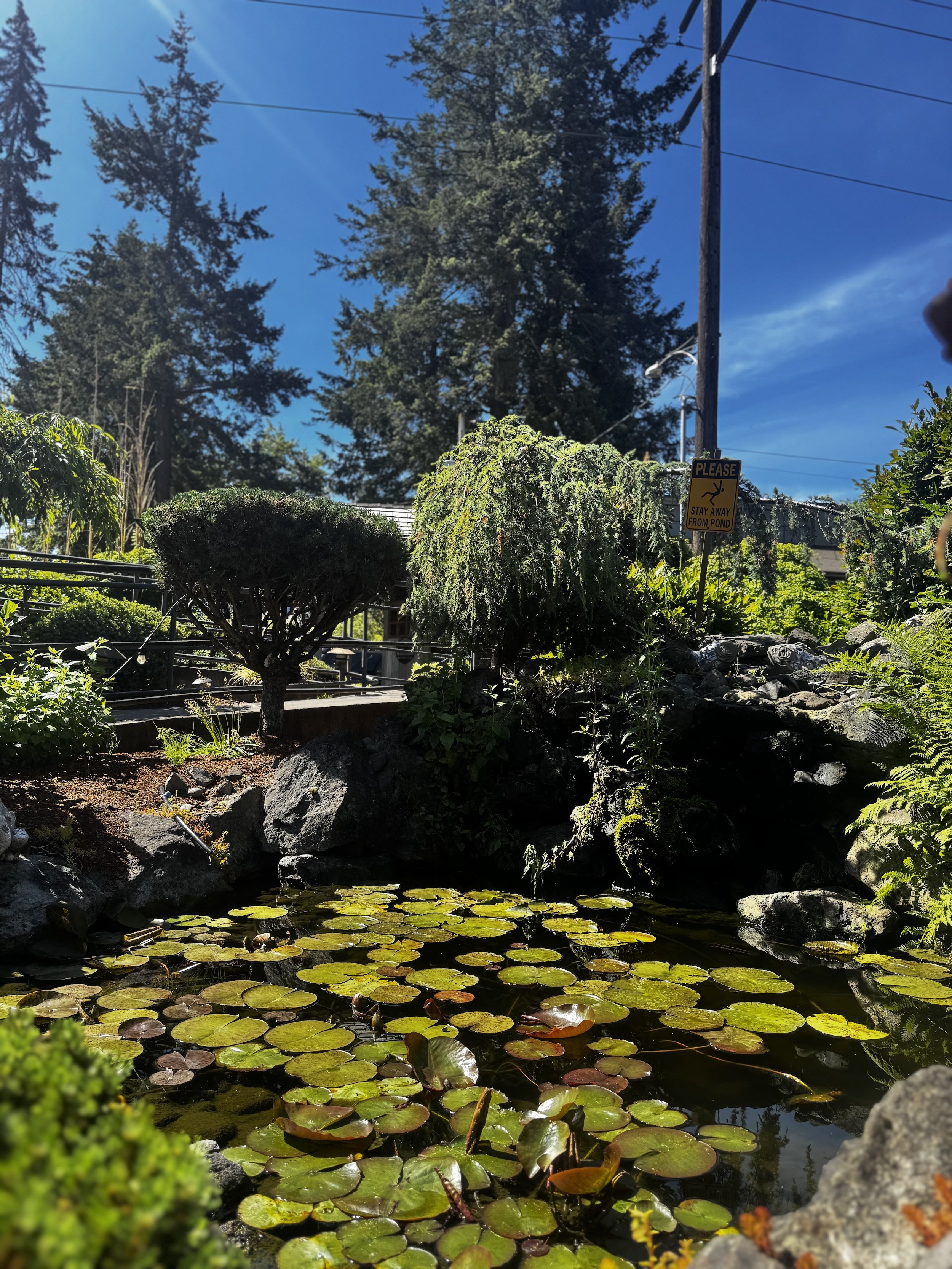 A quiet pond filled with floating lily pads surrounded by rocks and lush green plants, with tall trees and a utility pole with power lines in the background under a clear blue sky.