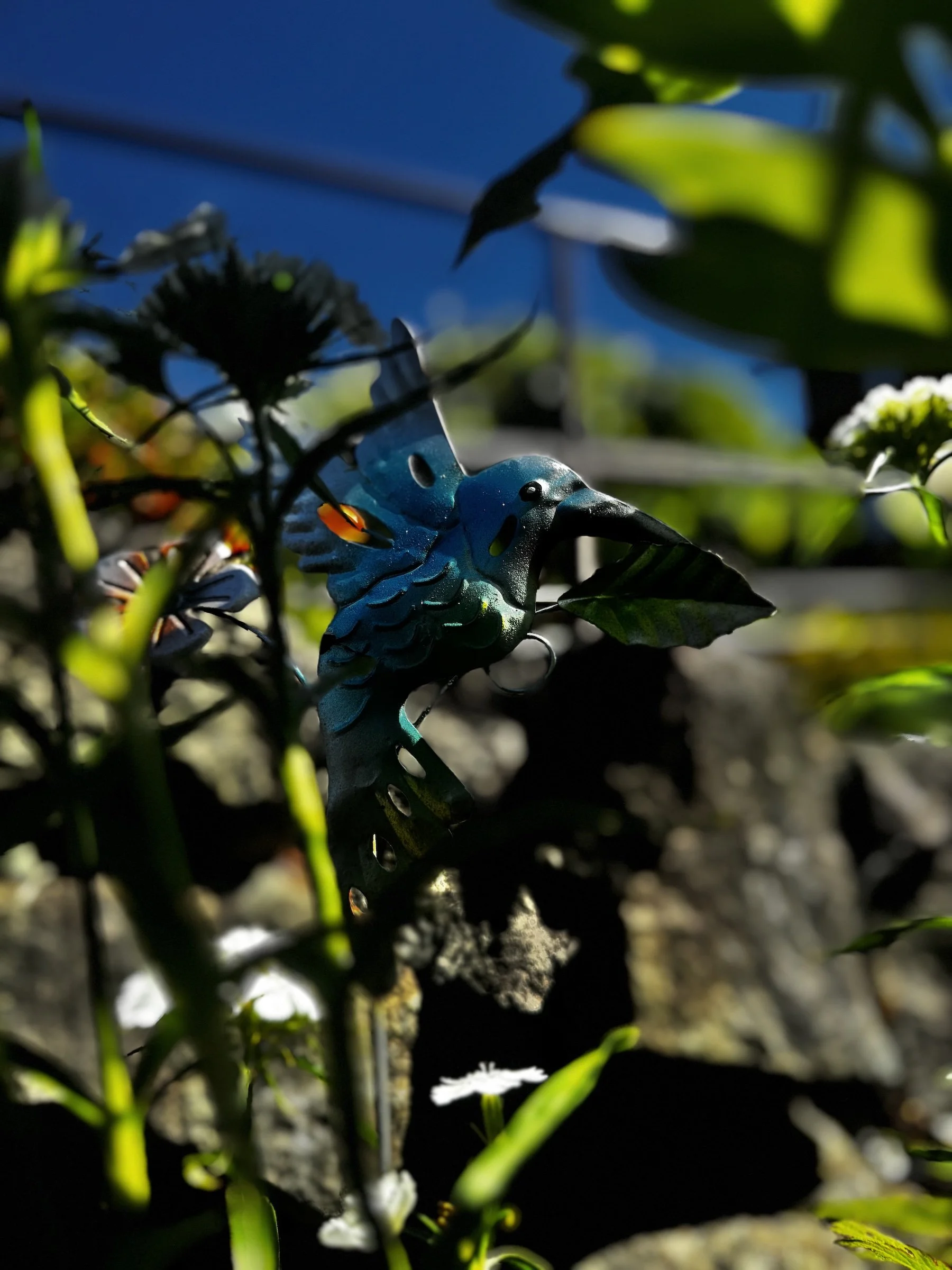 Close-up of black and blue butterfly with white markings on leaves, sunlight illuminating the scene with a clear blue sky in the background.