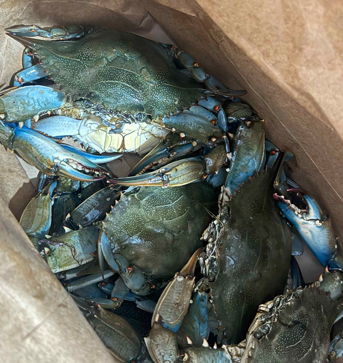 Fresh Blue Crabs from our local waters