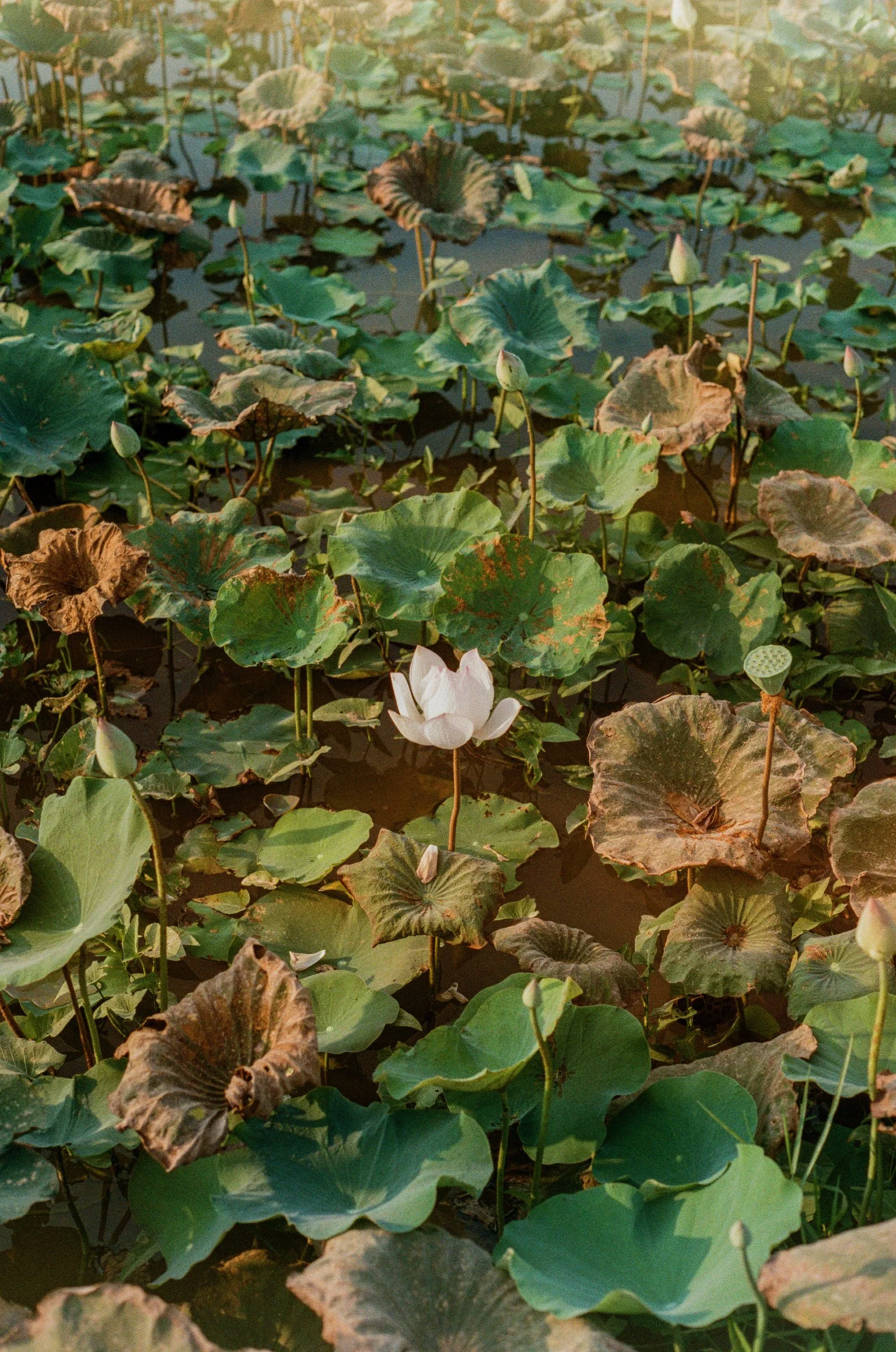 Vietnam, Asia, 35mm Film, Analogue, Photography, Editorial, Travel, Nature