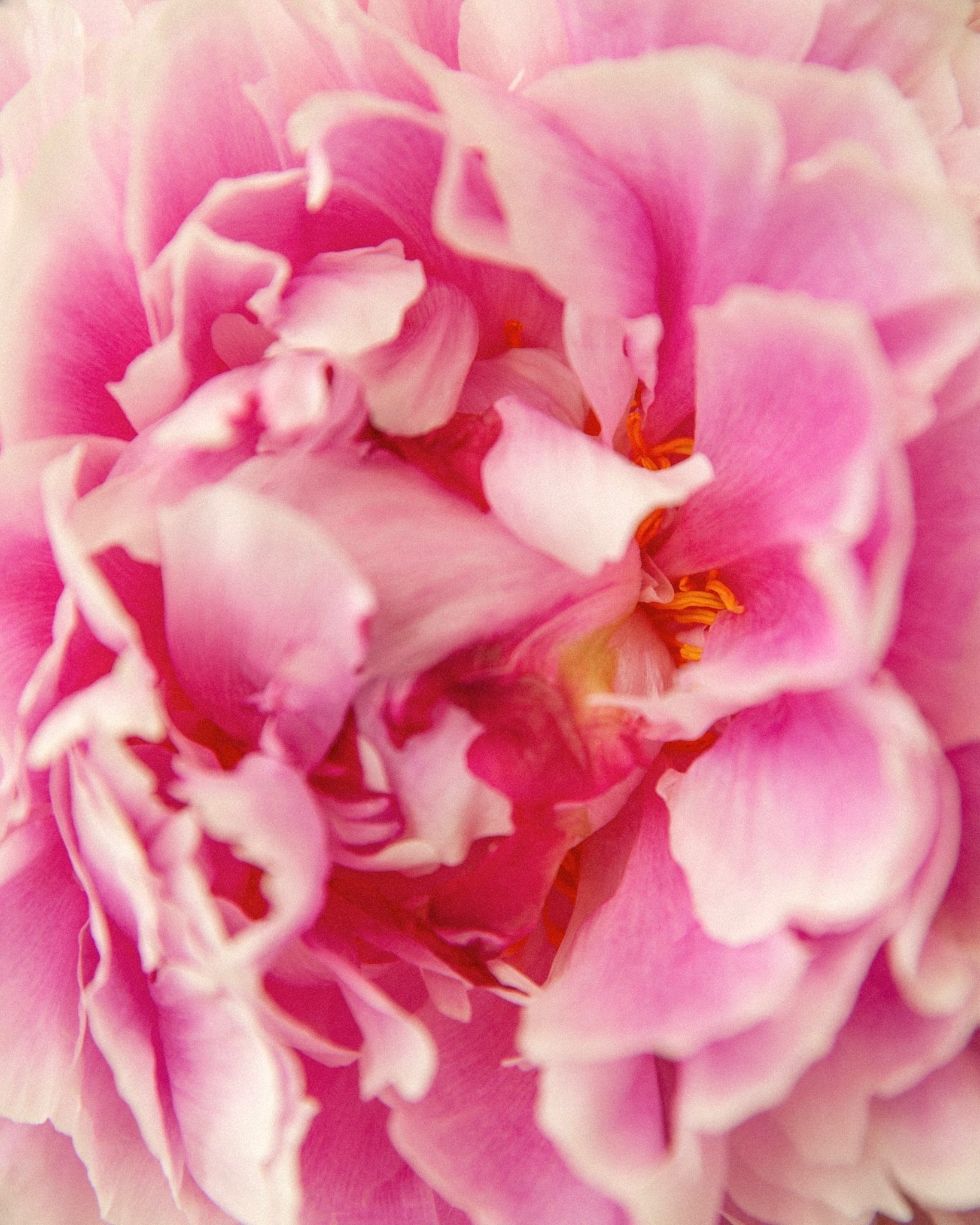 Flower, 35mm Film, Analogue, London, Peony, Nature, Photography