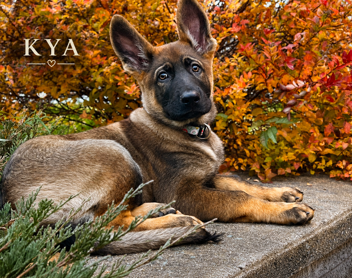 Puppy Socialization: What It Really Means (and What It Doesn’t)