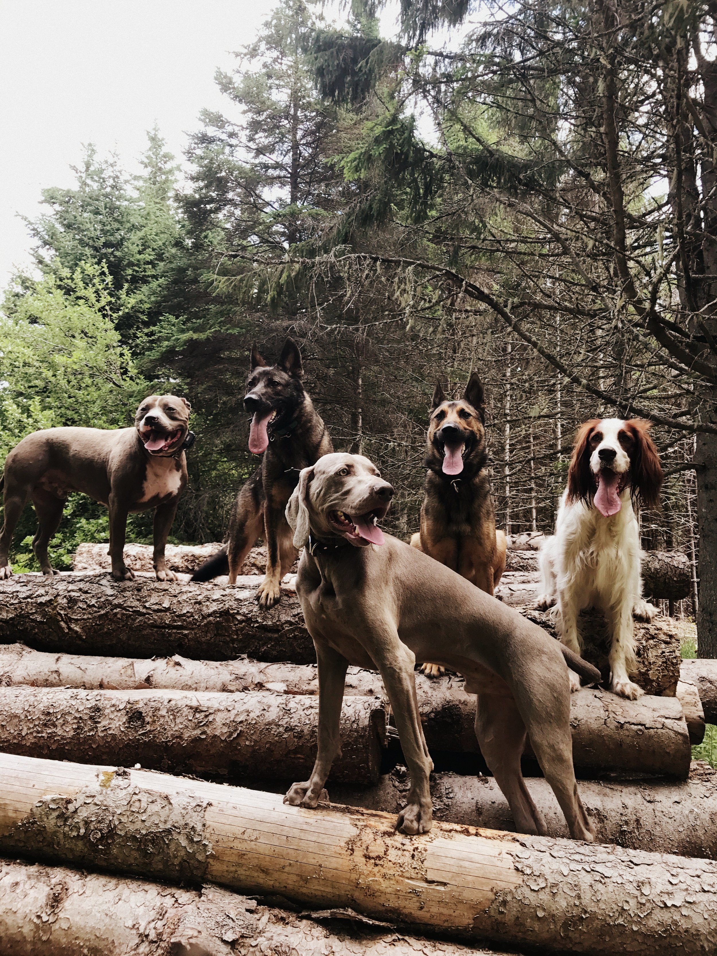 Group of dogs trained in Brookvale, Prince Edward Island