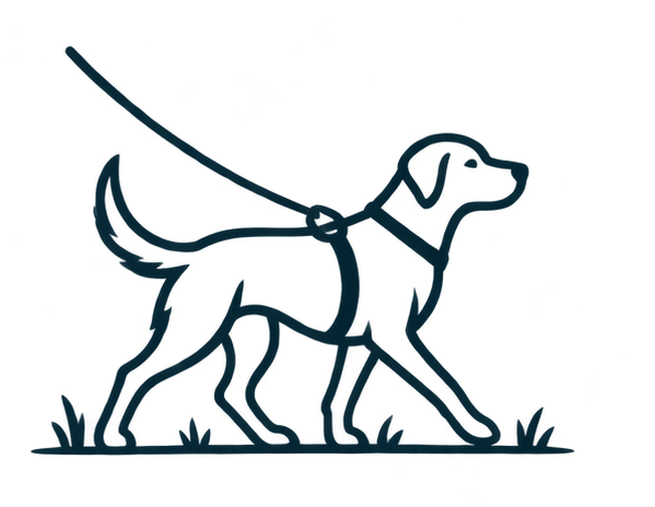 Dog training for loose-leash walking, heel, reactivity resolution and focus around distractions.