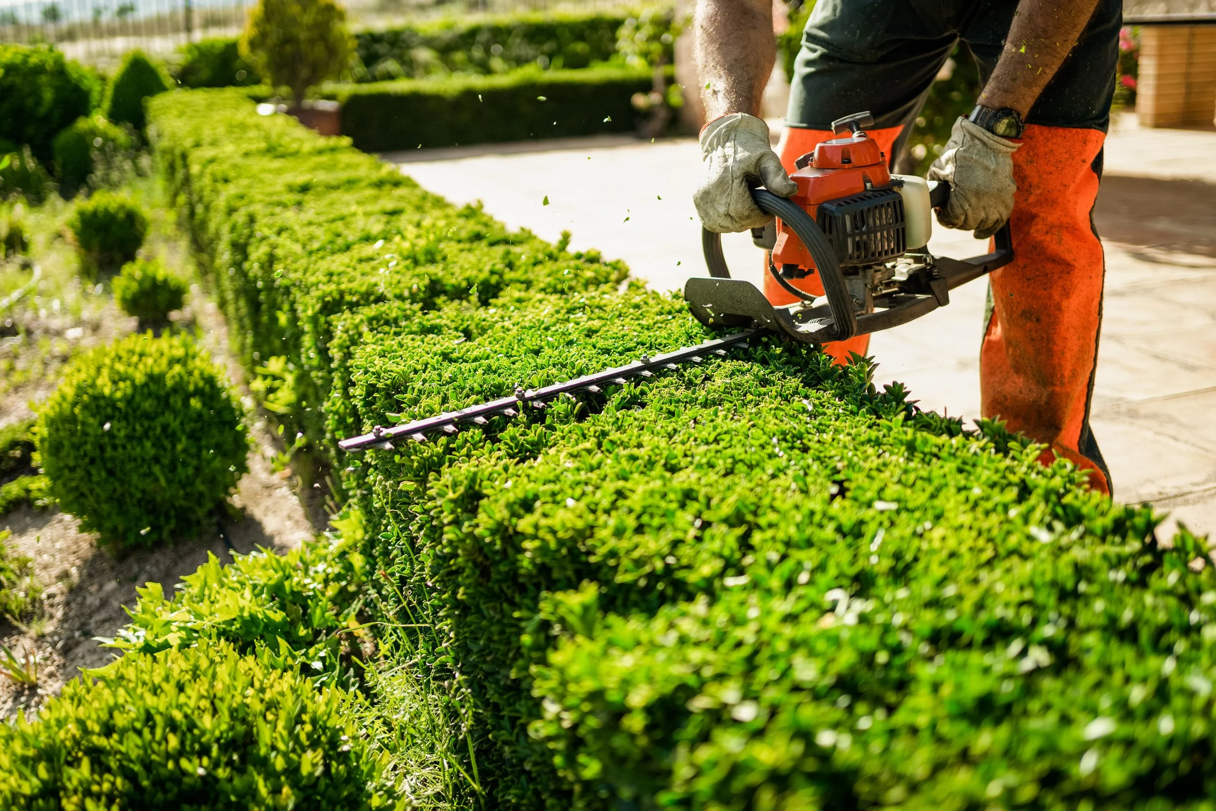 Person trimming a neatly trimmed hedge with a hedge trimmer in a garden.