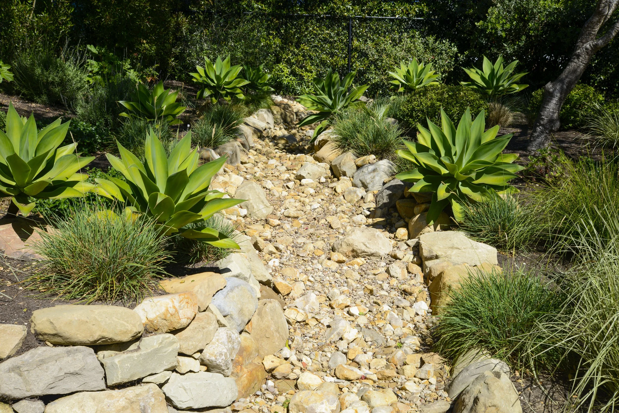 A dry, rocky garden path lined with large rocks and green succulents, surrounded by various other plants and trees.