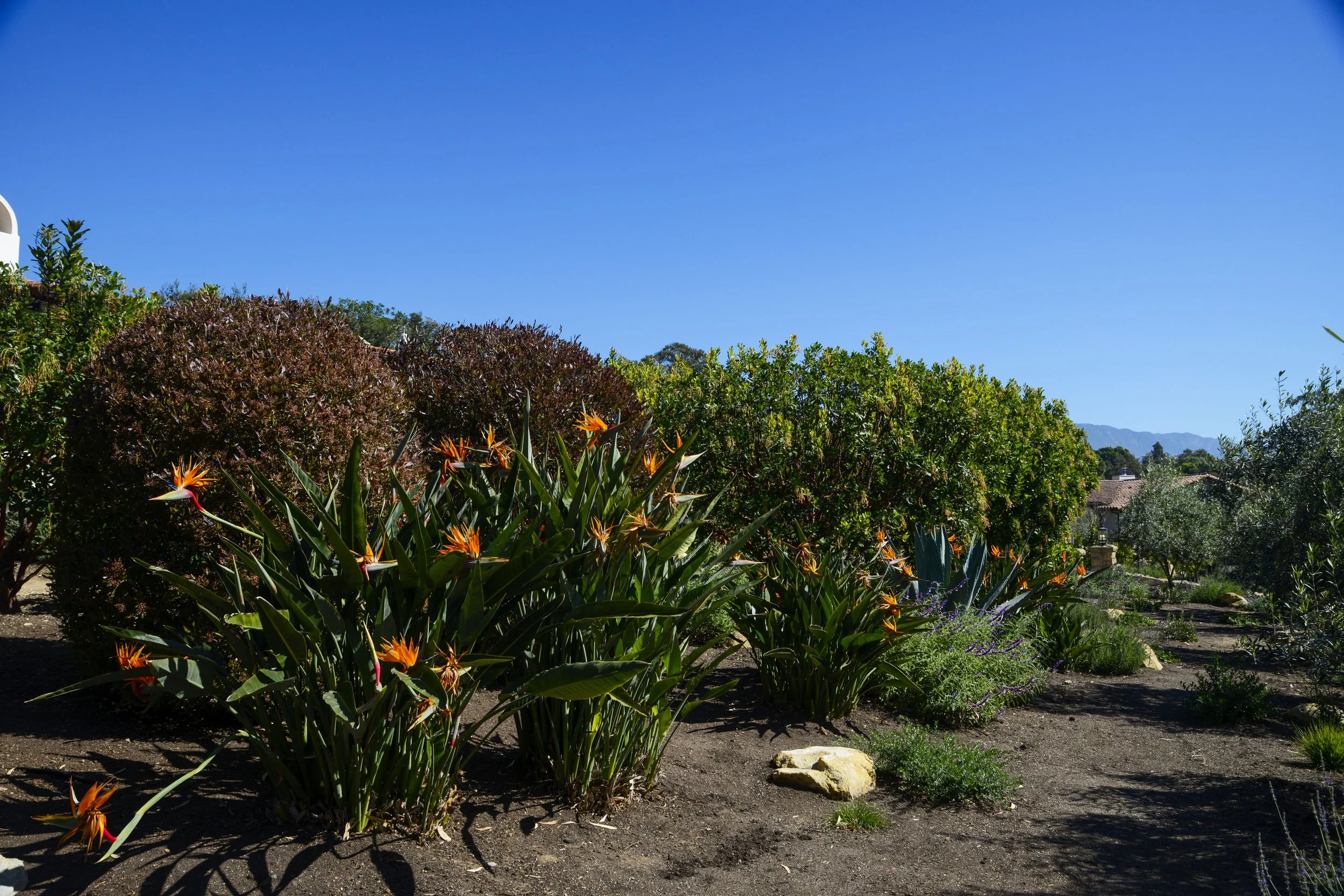 A garden with orange flowers, green bushes, and trees on a sunny day with a clear blue sky.