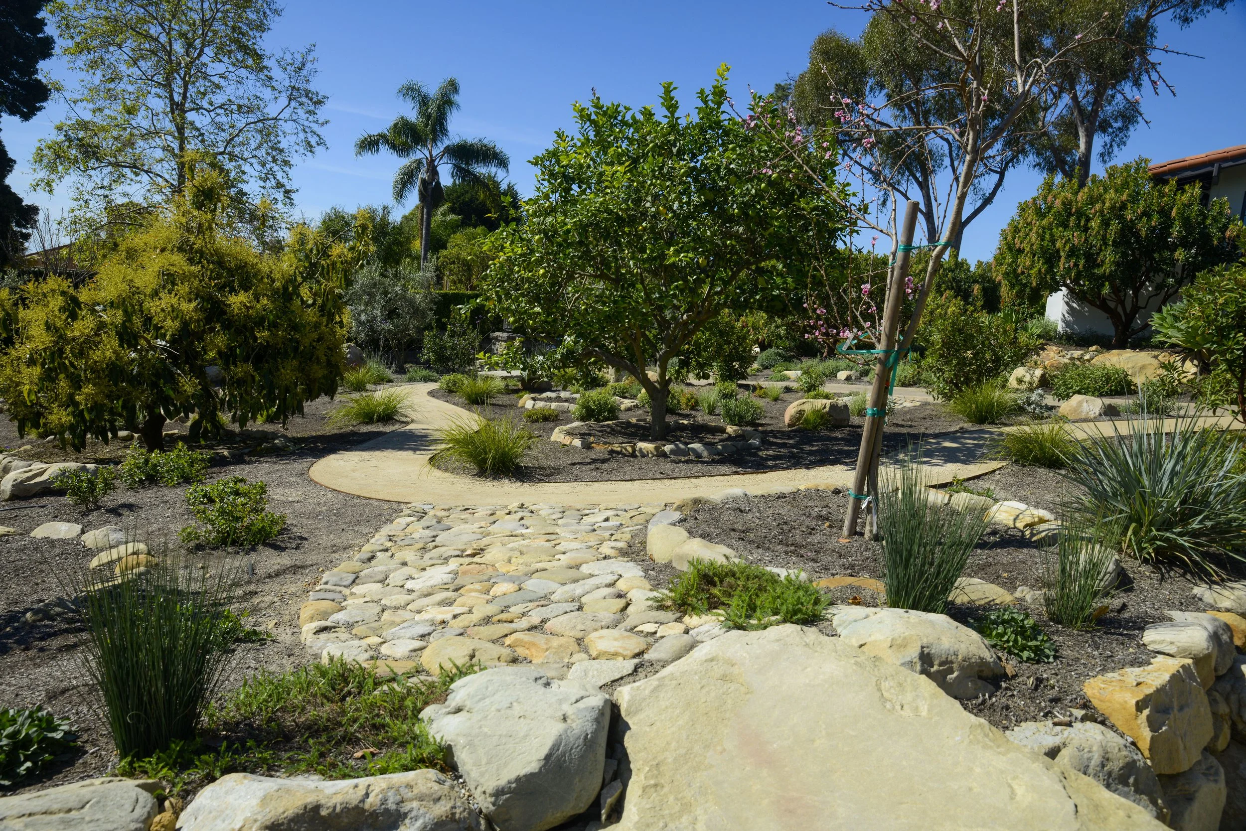 A landscaped garden with a winding concrete path, various trees, plants, and rocks under a clear blue sky.