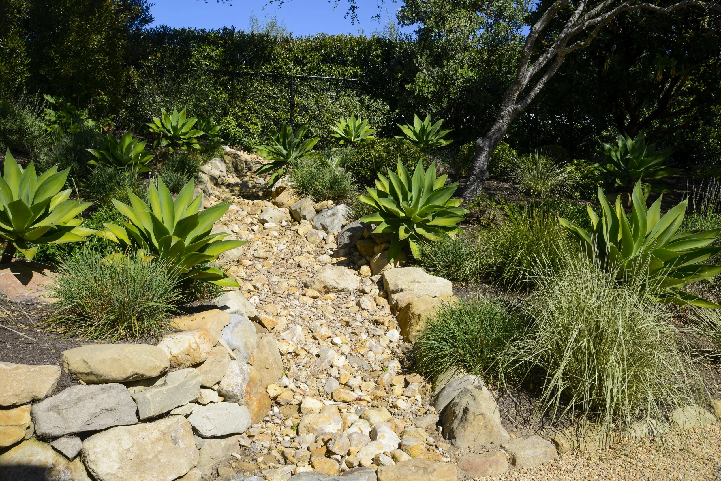 A rocky garden pathway with large succulents, grasses, and shrubbery, surrounded by rocks and lush green plants under a clear blue sky.