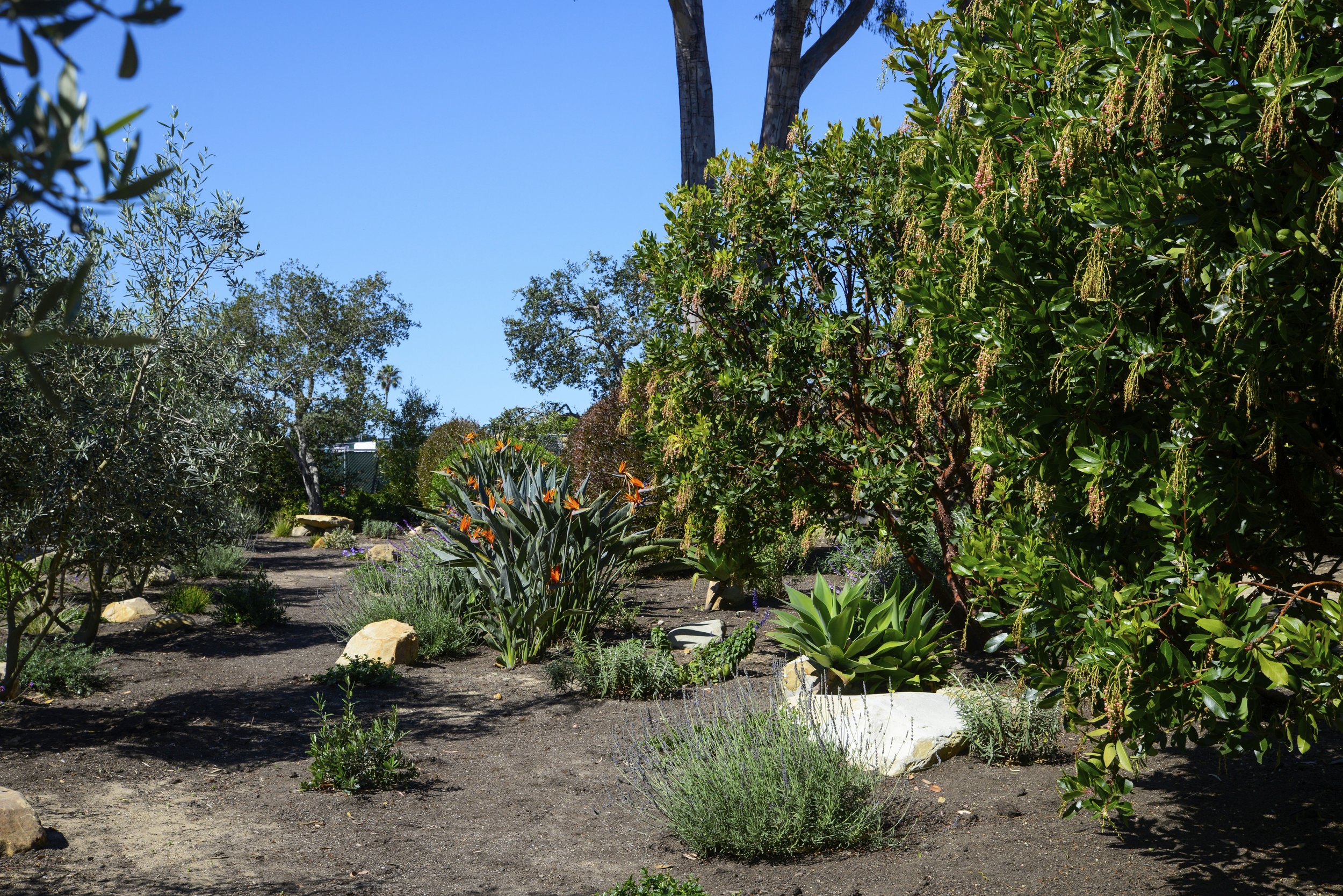 A garden with various green plants and shrubs, some with orange flowers, under a clear blue sky.