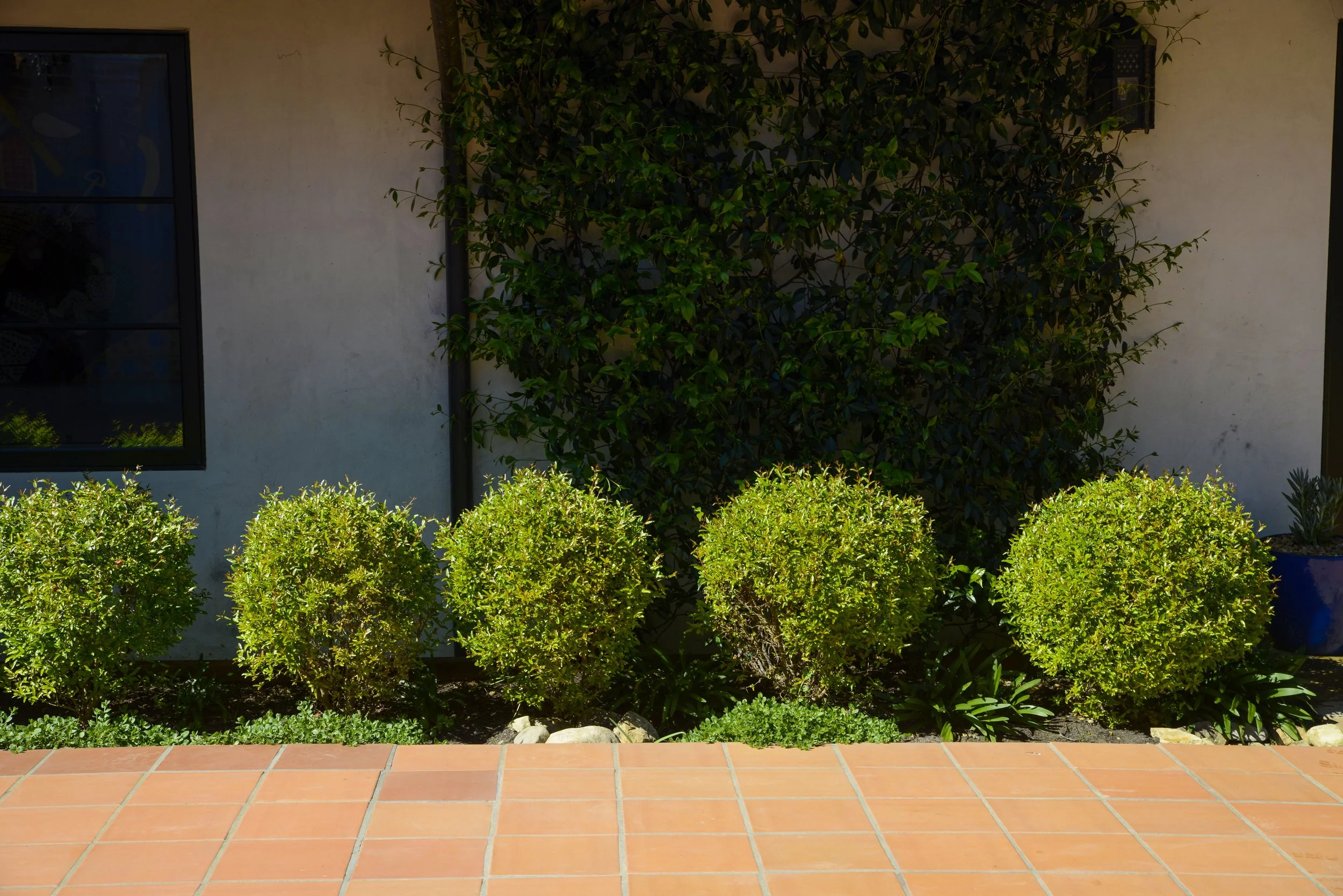 Four neatly trimmed green bushes in front of a beige house wall with a large plant climbing the wall, a black window on the left, and a blue pot with a plant on the right, with a red tiled patio in the foreground.