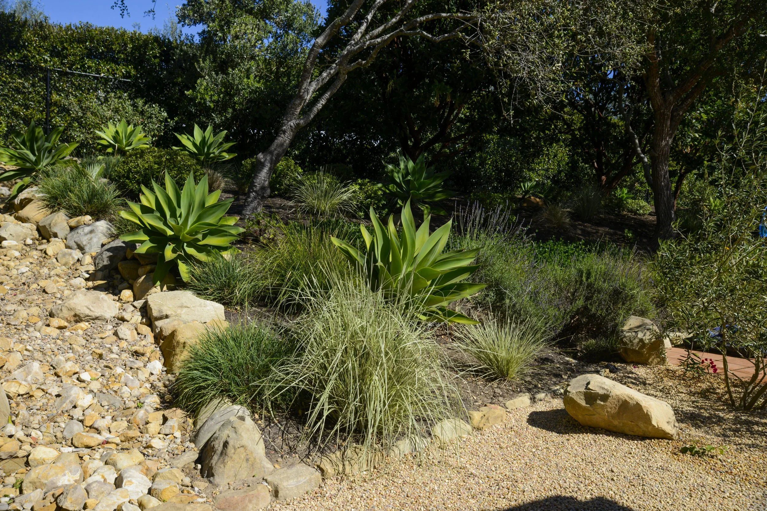 Desert-style garden with succulents, rocks, and trees under a clear blue sky.