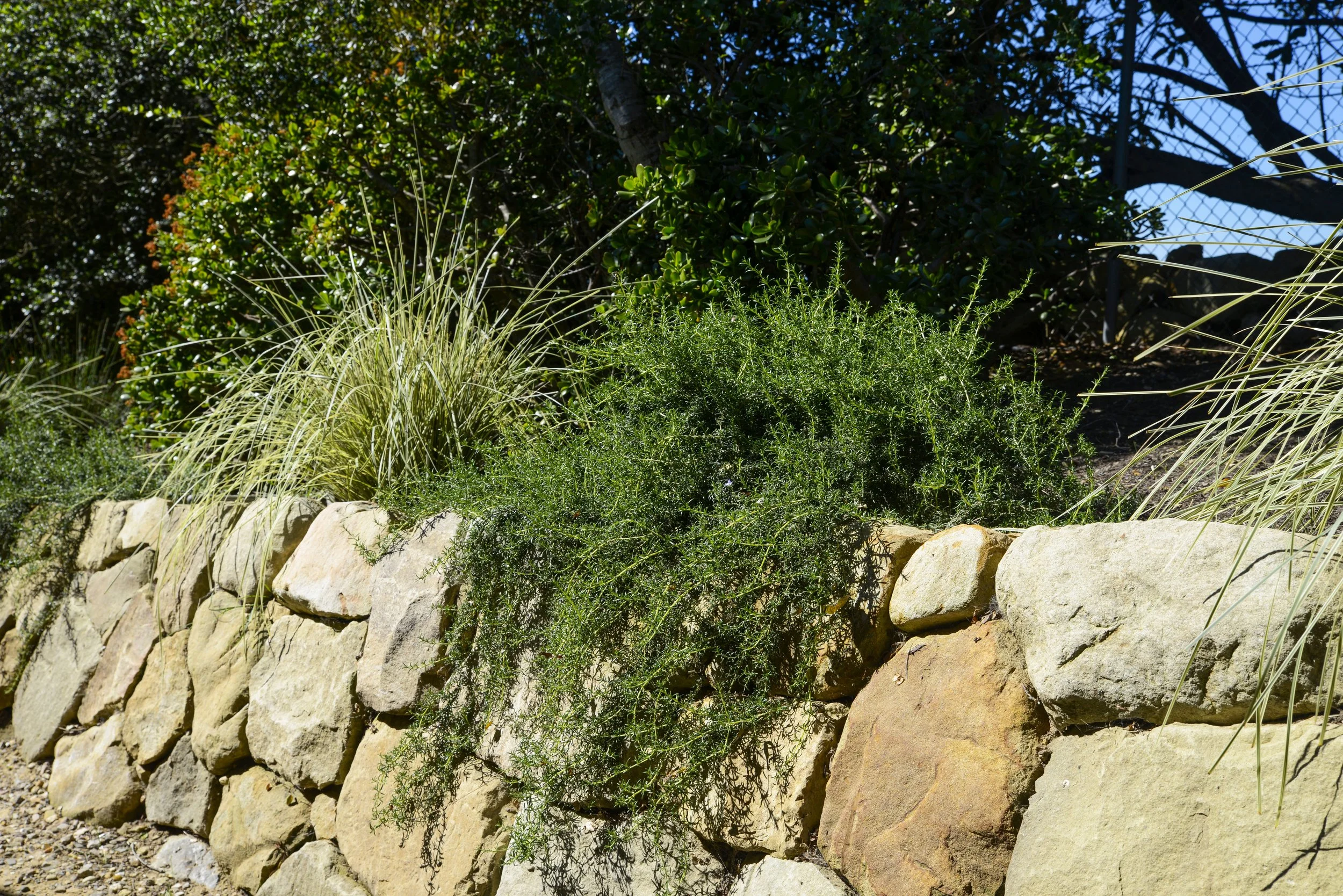 Stone garden bed with various green plants and shrubs, including grasses and leafy bushes, and trees in the background under a clear blue sky.
