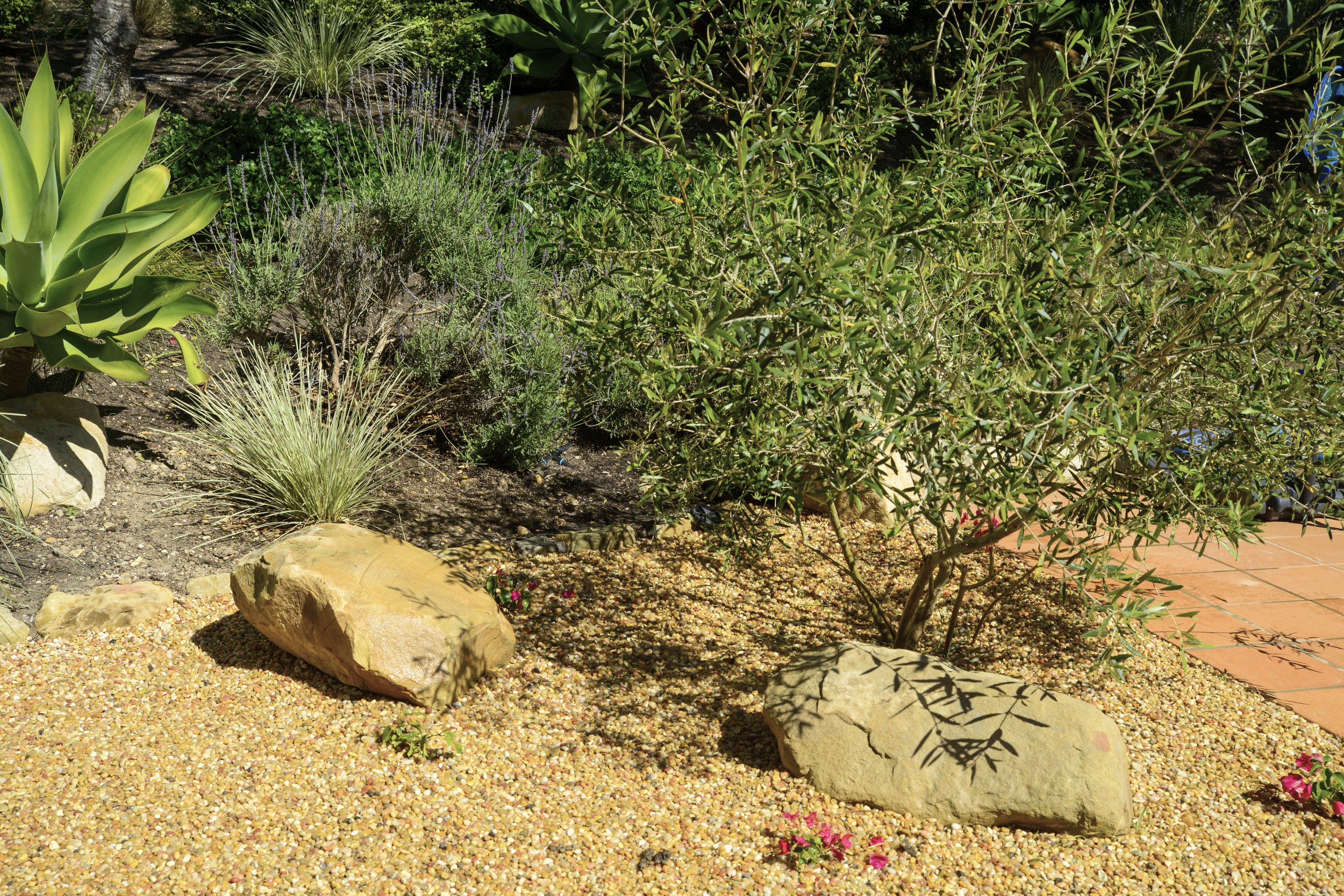 A desert garden scene with various green shrubs and plants, two large rocks on a bed of small multicolored pebbles, and a section of terracotta-colored tile paving on the right.
