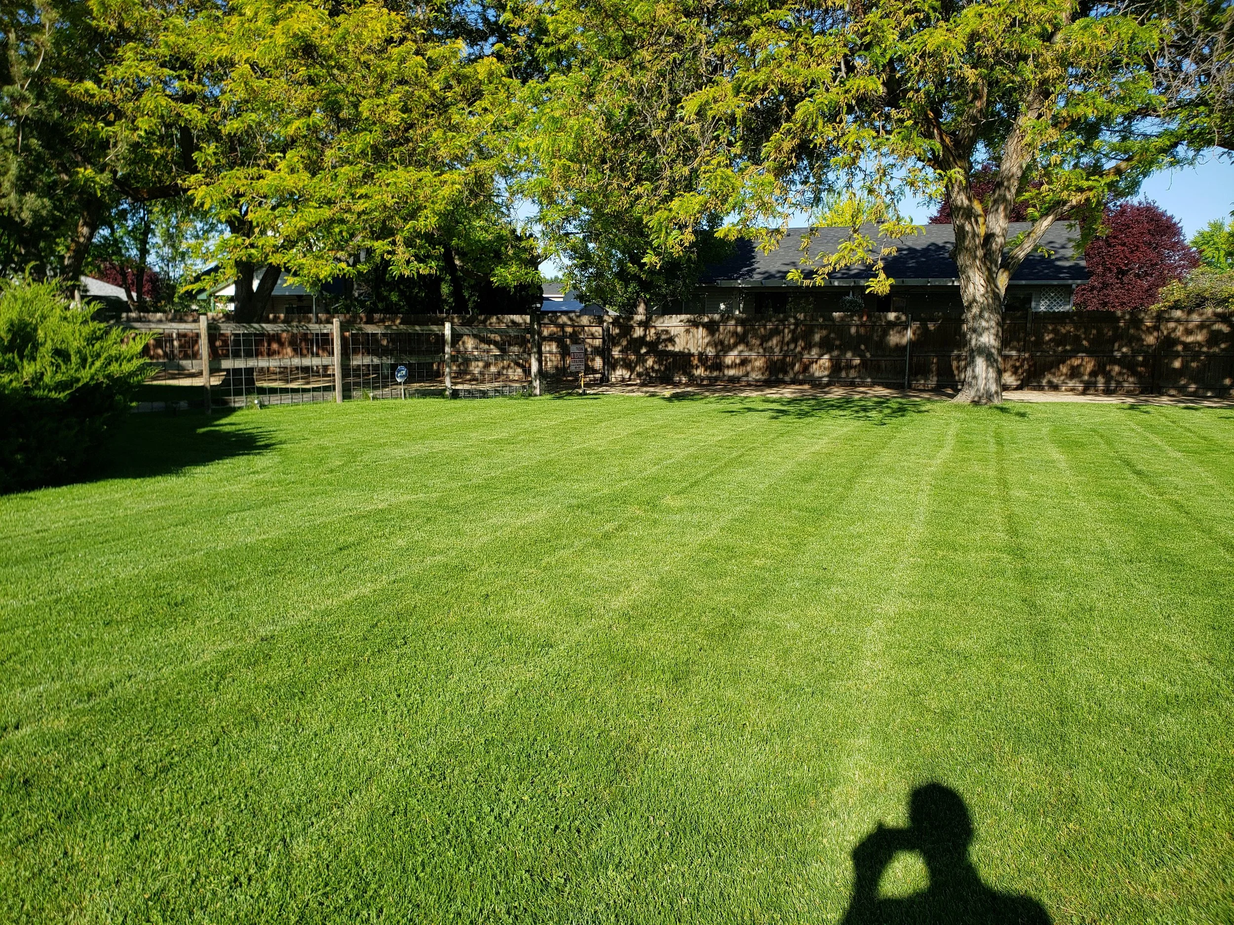 Lawn with freshly mowed grass, trees with green leaves, and a wooden fence in the background. Sunlight casts shadows, including a photographer's shadow in the foreground.