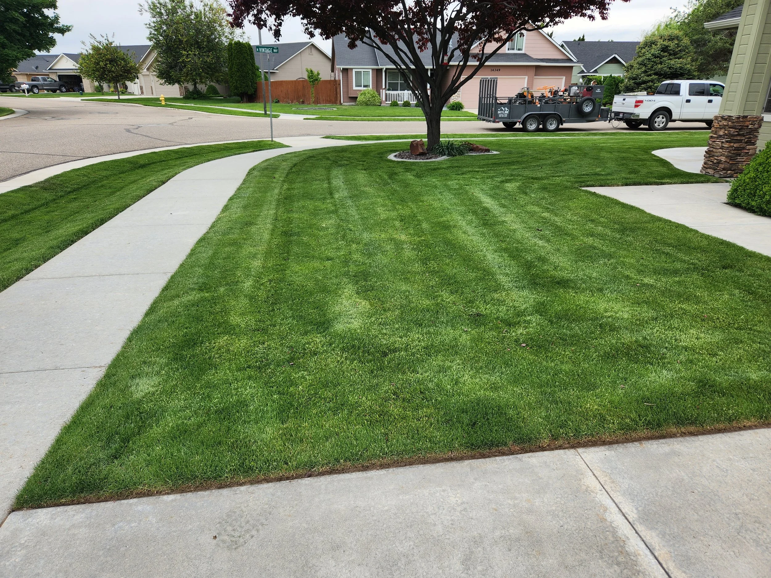 Well-maintained front yard with lush green grass, a sidewalk, a large tree, and surrounding houses in a suburban neighborhood.