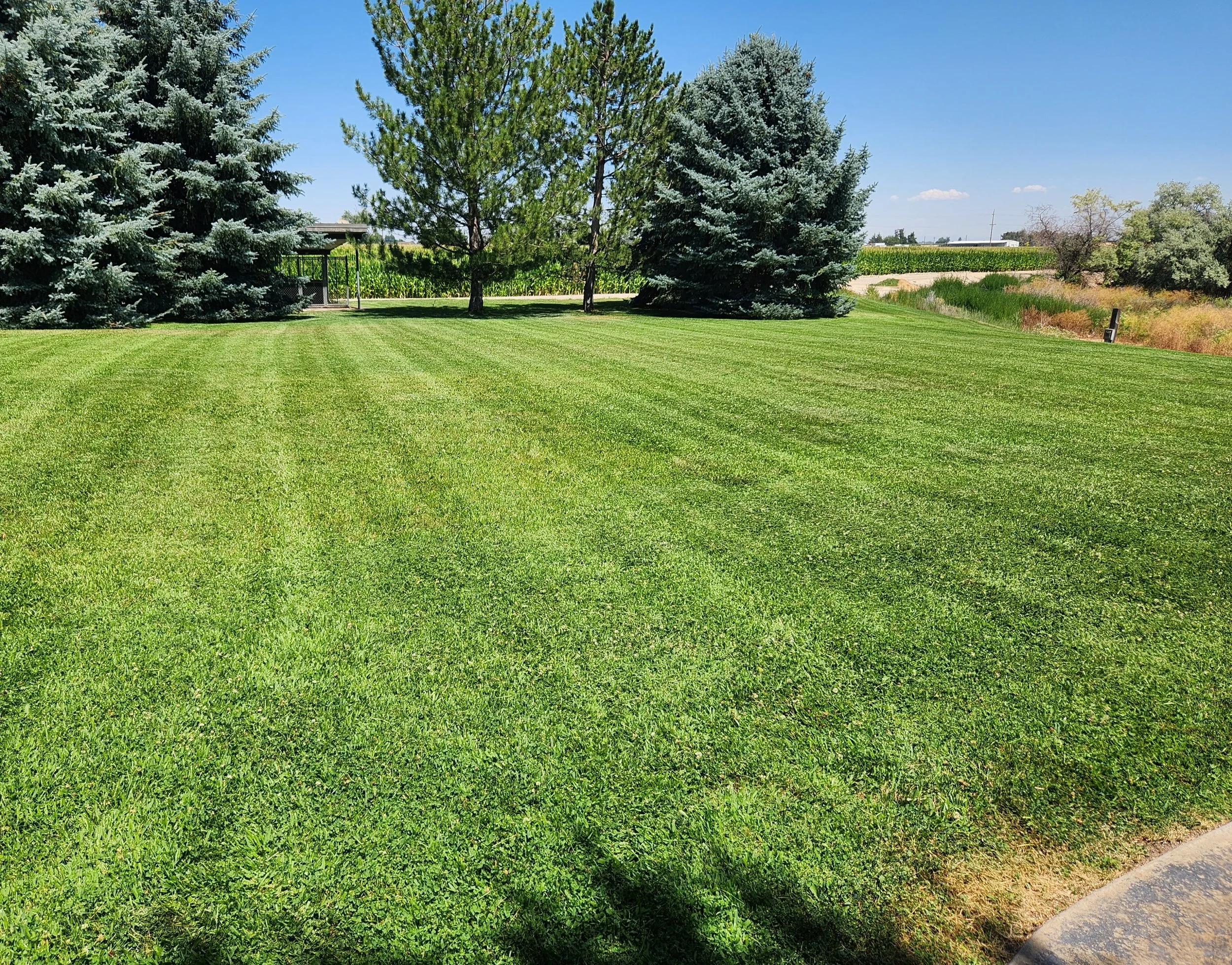A well-maintained green lawn with striped mowing pattern, surrounded by tall pine trees, under a clear blue sky.
