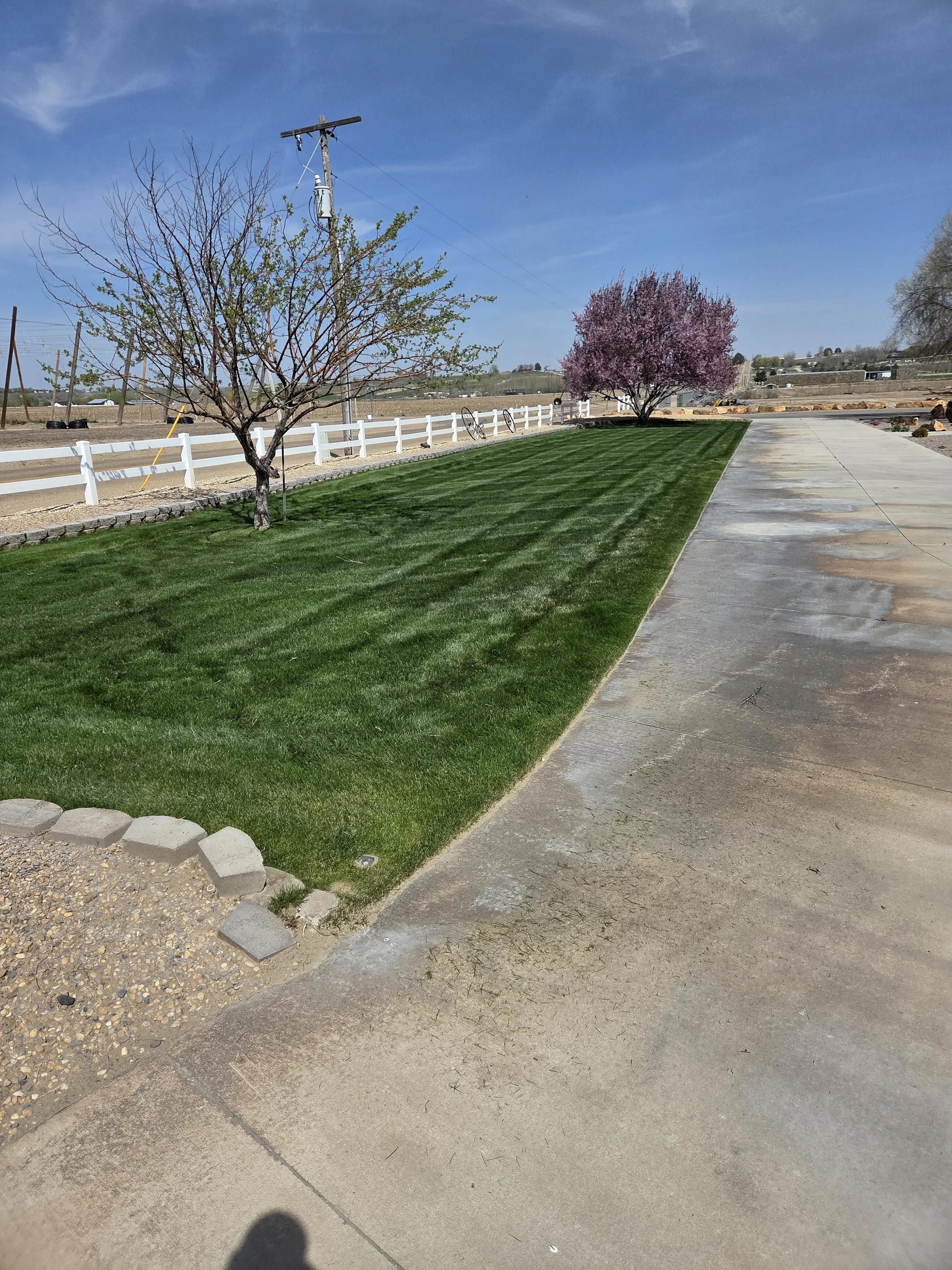 A bright day with a clear blue sky. A freshly cut green lawn next to a concrete driveway. Two trees, one with budding leaves and the other with pink blossoms, in the background. White fence along the edge of the grass and utility pole with power line