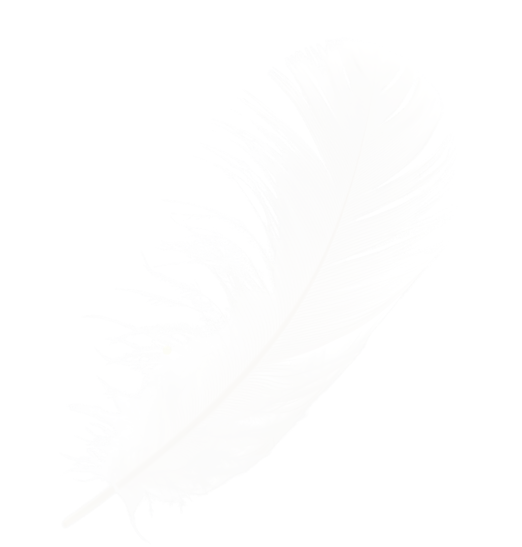 Une plume blanche