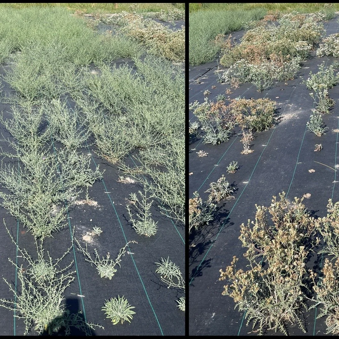 Not all the seed that SVS's Native Plants Program needs to restore local landscapes can come from wild collections alone. Last summer, SVS contracted two small local farms to produce seed in their fields over the course of two years. This month, both