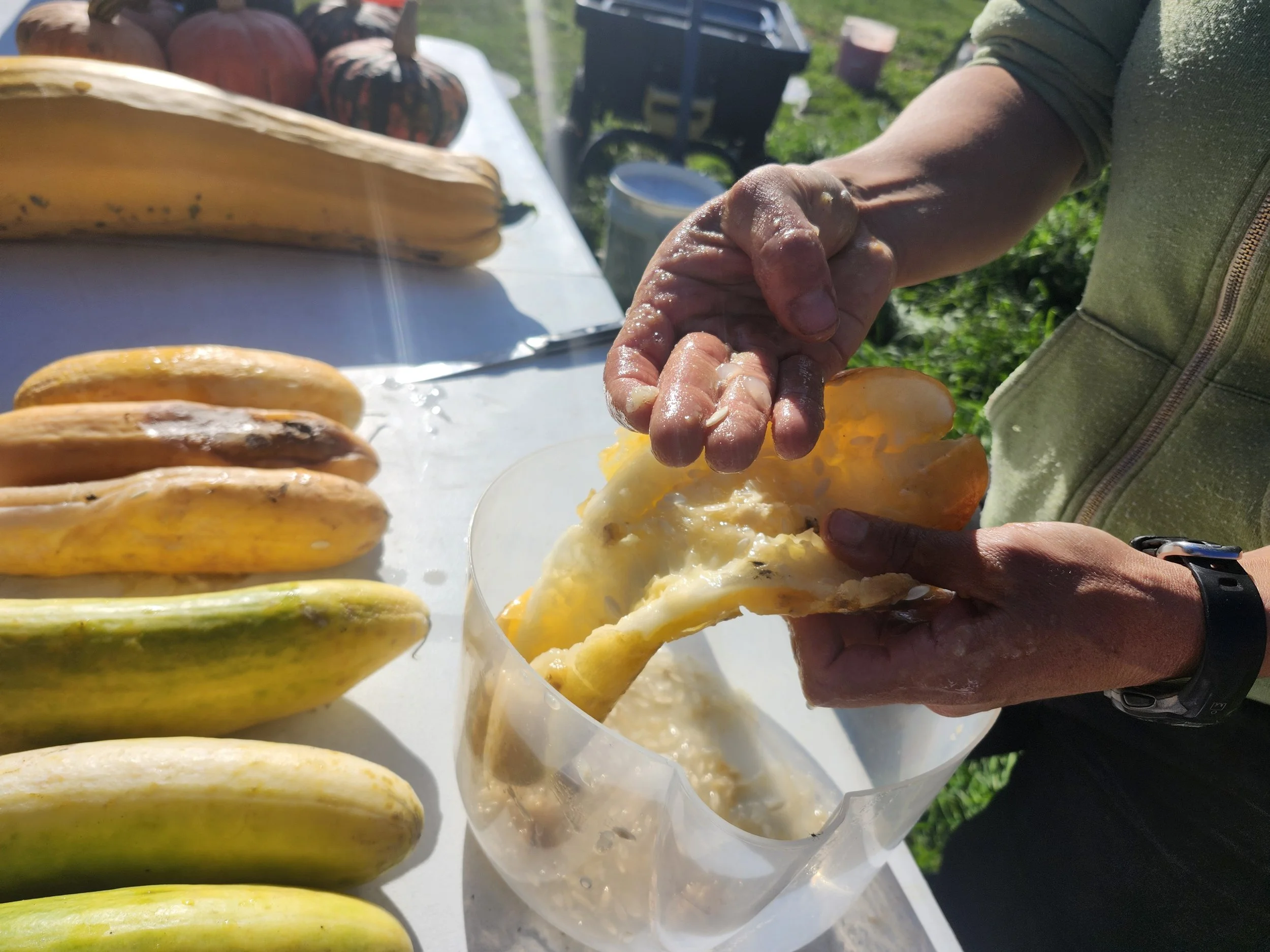 Seed Saving Workshop #1: Wet-Seeded Crops