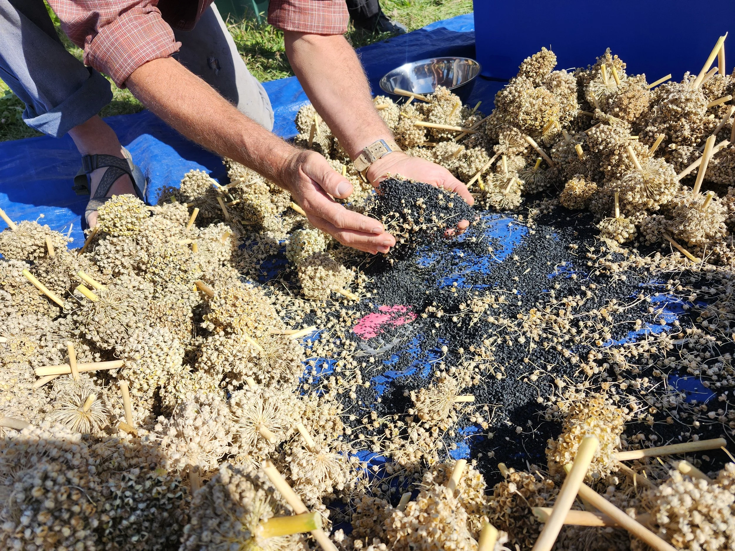 Seed Saving Workshop #2 : Dry-Seeded Crops