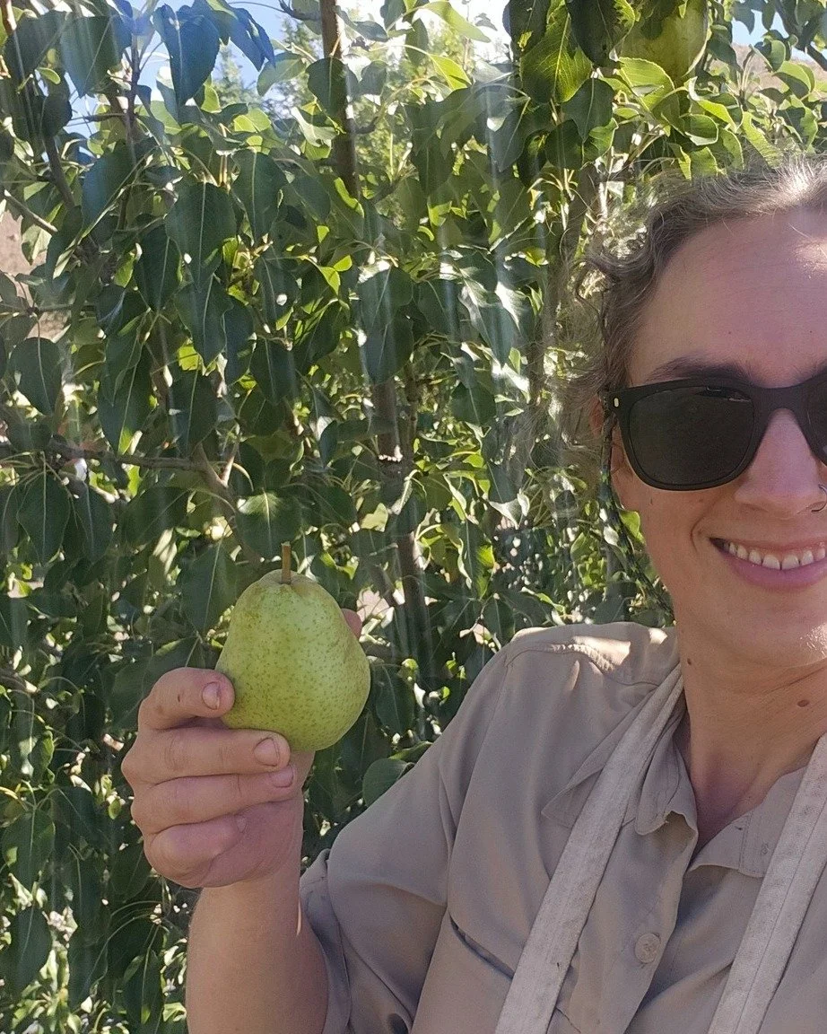 Contact Salmon Valley Stewardship if you'd like to rent a shelf in our Walk-in Cooler for your own produce this season! We're using it right now to store gleaned pears and apples for food businesses and the foodbank. 

Definition of Gleaning: in this