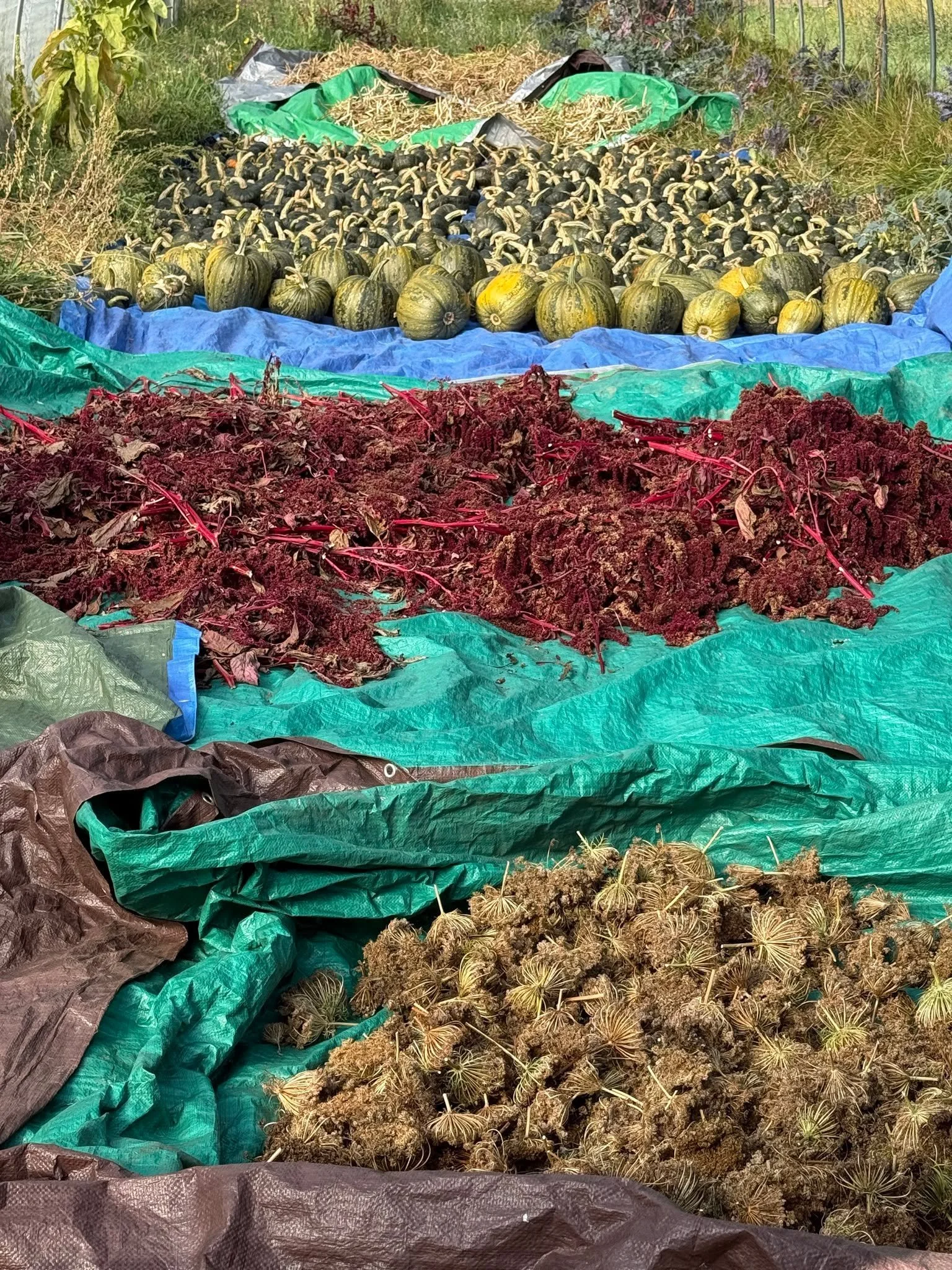 This week SVS hosted two organic seed production workshops at Swift River Farm.  The first was focused on cleaning seed from wet seeded crops like tomatoes, melons, and squash. The second workshop focused on how to clean dry seeded crops. These two w