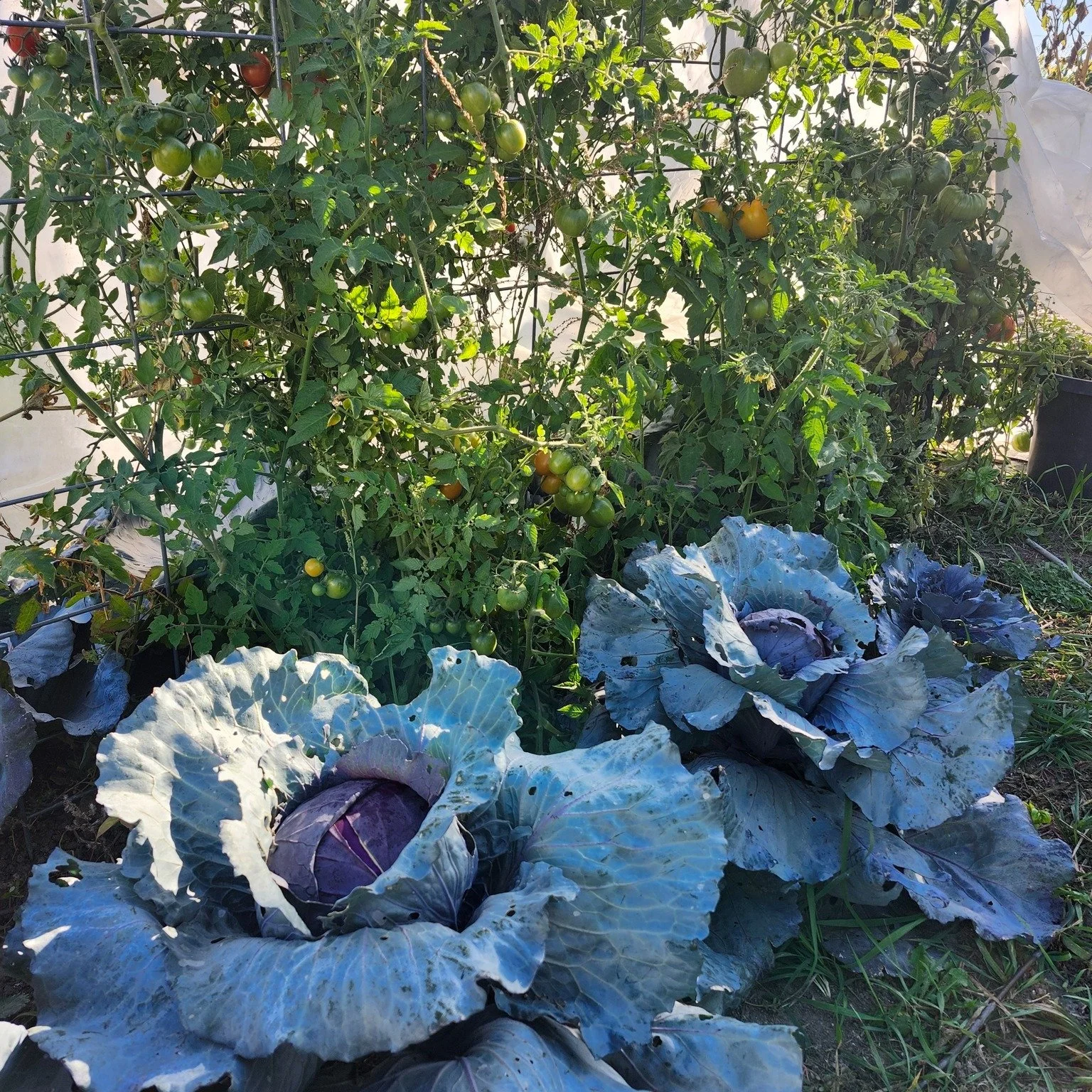 Have extra produce at your garden or farm? SVS can coordinate some help for you to harvest and donate it to area foodbanks. People coming to foodbanks don't have a lot of opportunities to get fresh produce, as perishable fresh items are harder to sto