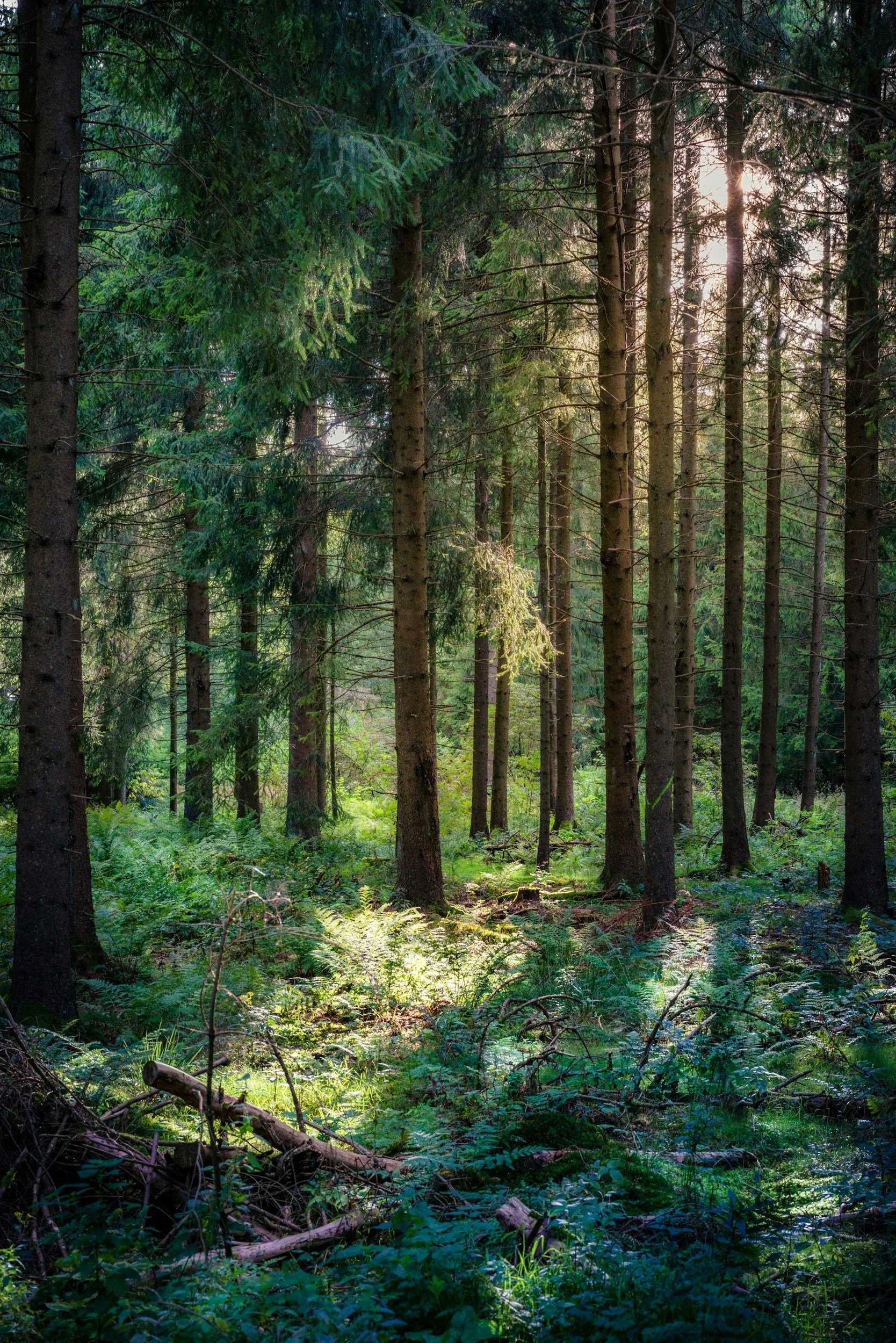 A dense forest with tall evergreen trees, sunlight filtering through the branches, and lush green ferns on the forest floor.