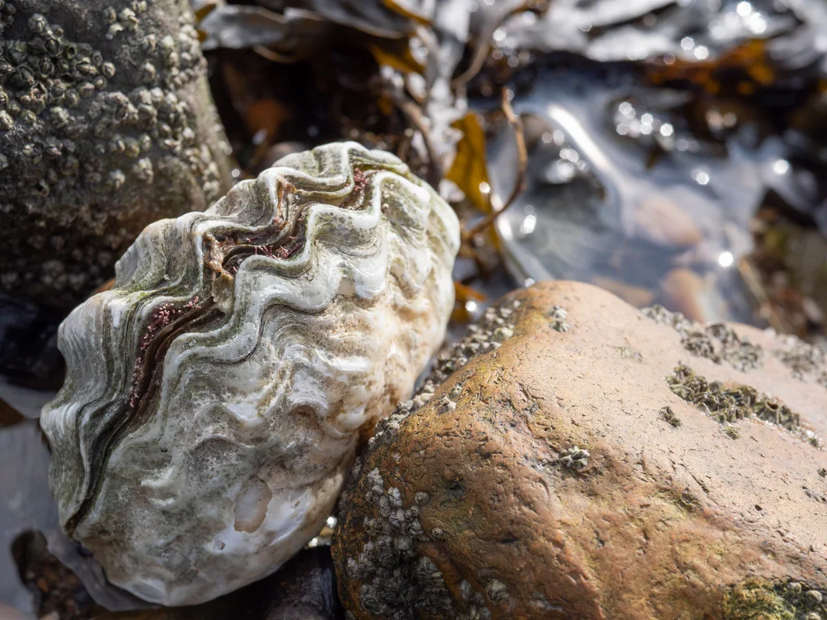 Oyster Shells &amp; Driftwood