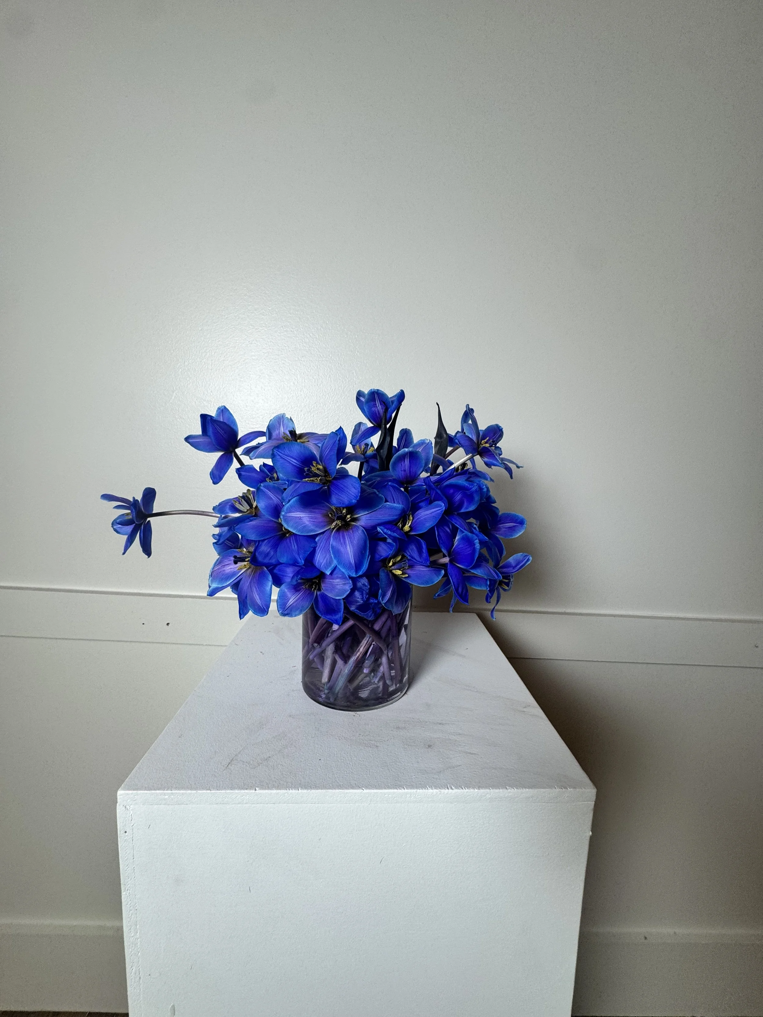 blue reflexed tulips