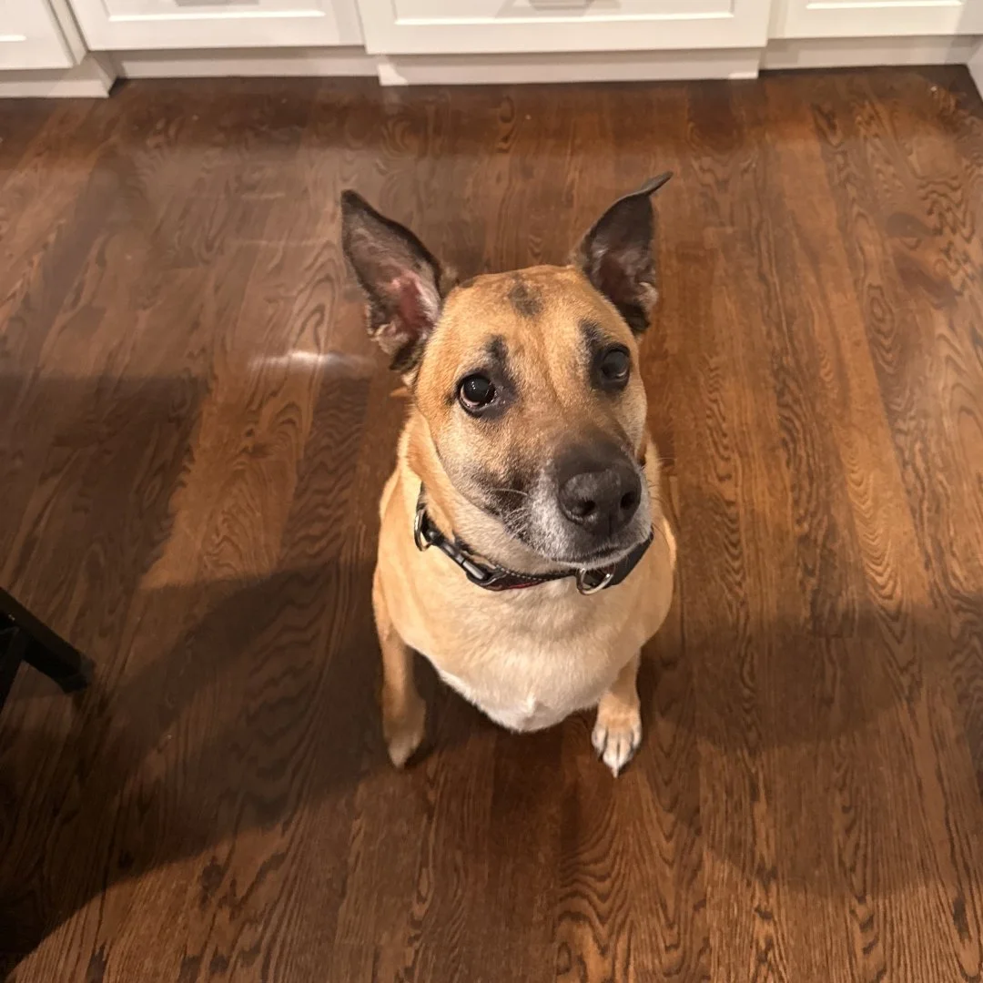 A tan and black mixed breed dog sitting on a wooden floor indoors, looking up at the camera with ears perked up.