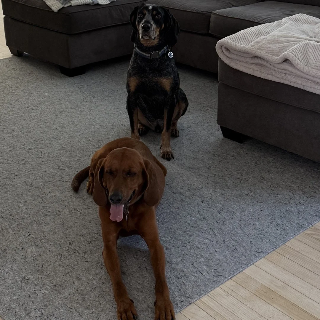 Two dogs sitting on a carpeted floor in a living room with couches and blankets.