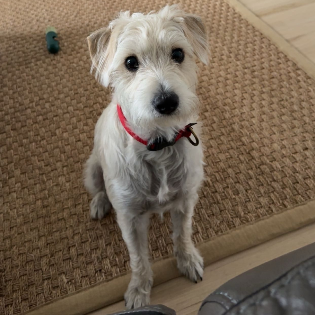 A small, light-colored dog with curly fur and dark eyes, wearing a red collar, sitting on a textured beige rug.