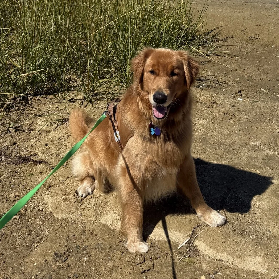 A golden retriever dog sitting on sandy ground near tall green grass, wearing a harness attached to a green leash, panting with its tongue out on a sunny day.